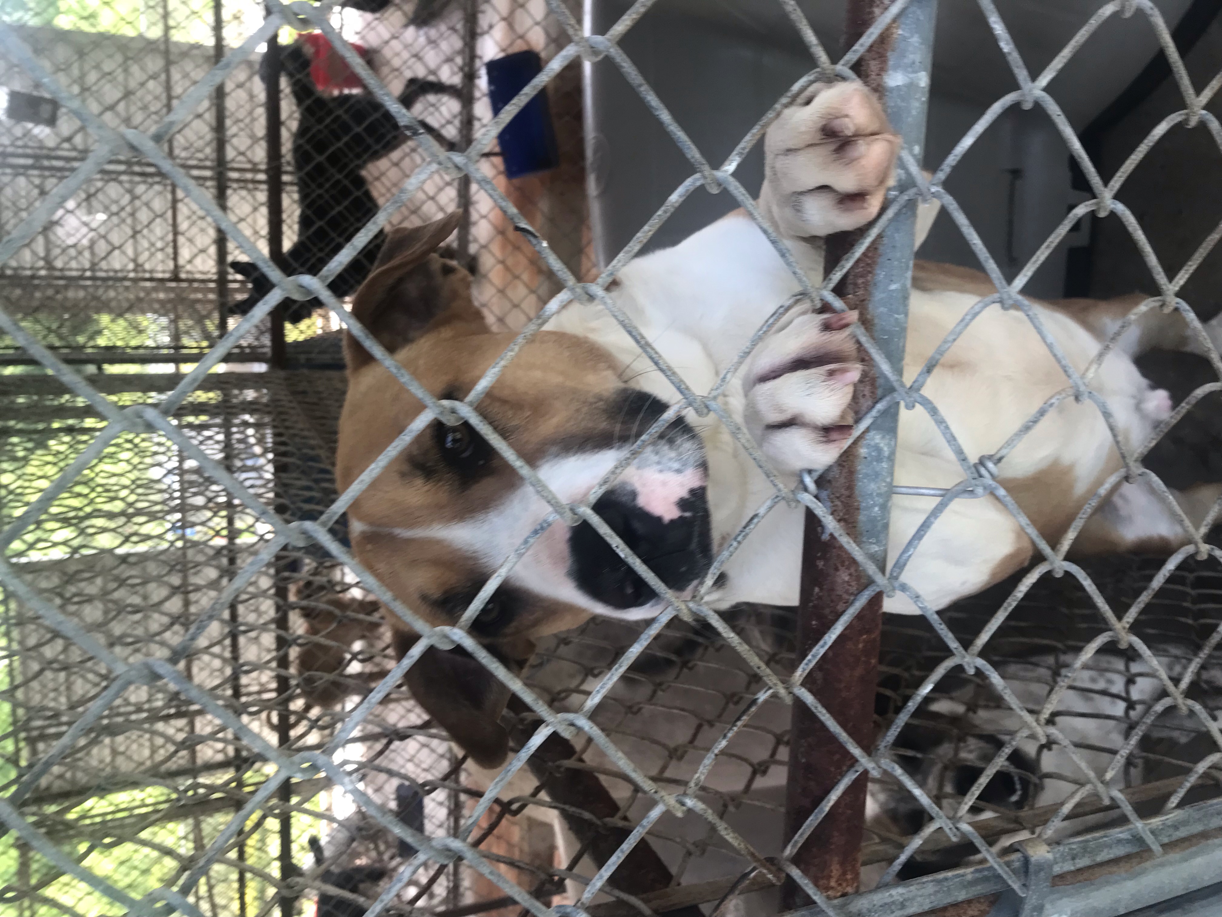 Enlarge Drover, a Adoptable Mixed Breed in Bruce, MS image 1/1