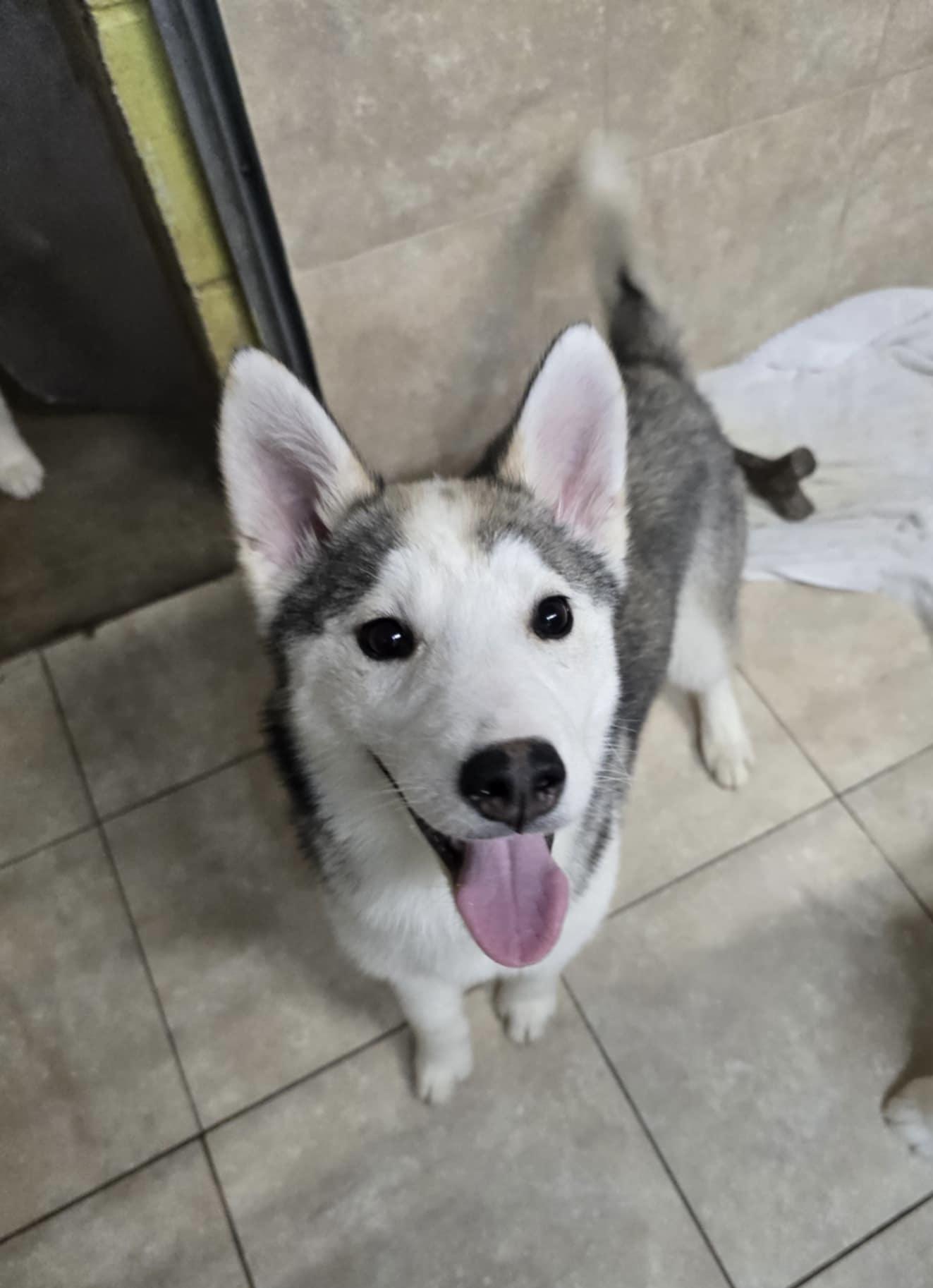 Enlarge Alma, a Adopted mixed breed in Matawan, NJ image 1/3