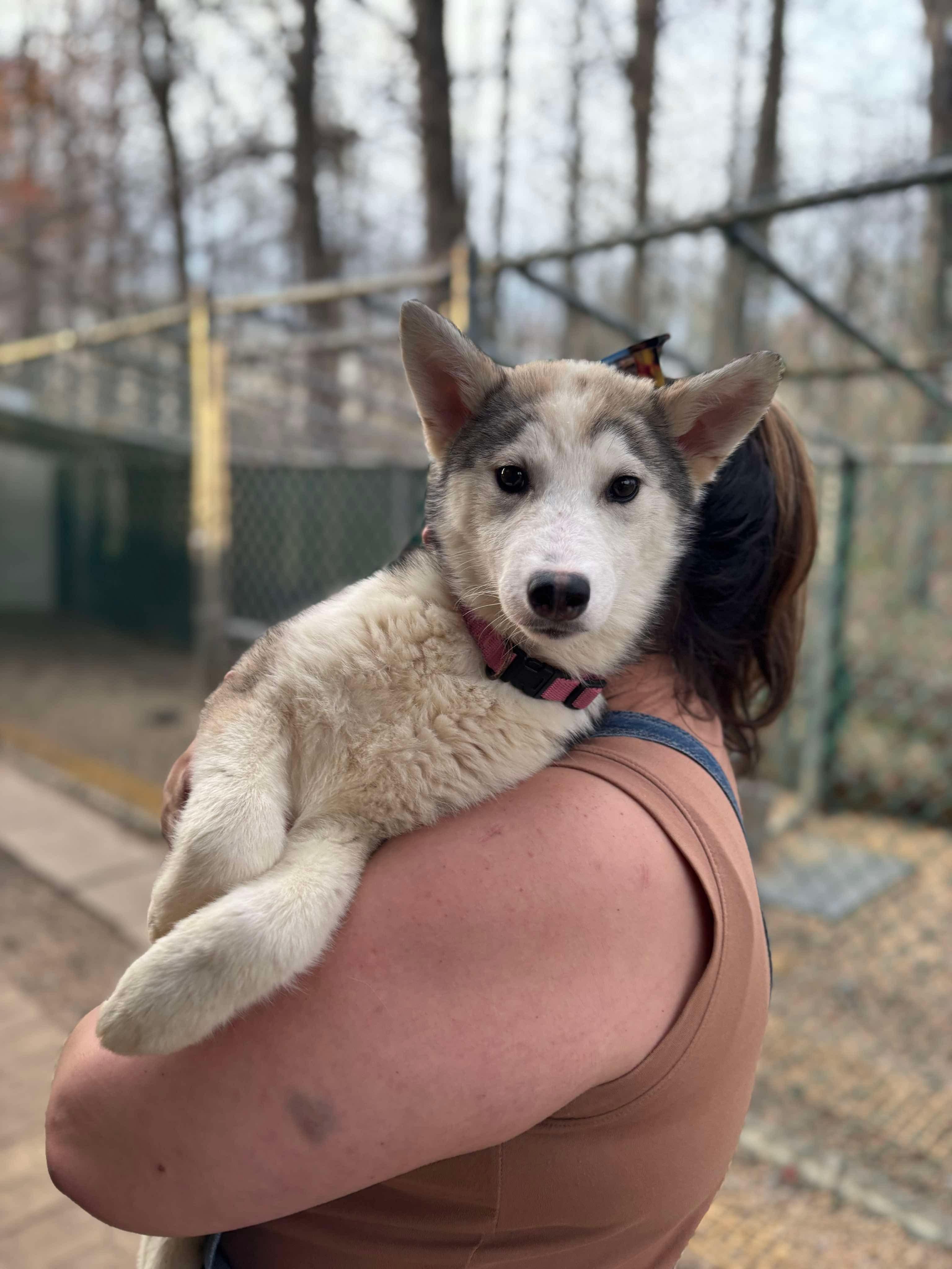 Enlarge Alma, a Adopted mixed breed in Matawan, NJ image 2/3