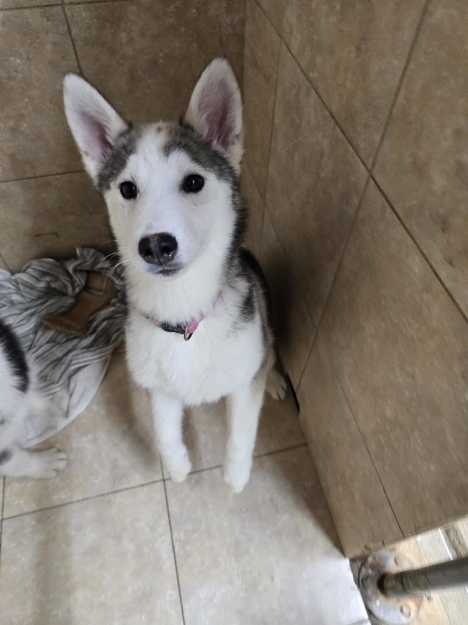 Enlarge Alma, a Adopted mixed breed in Matawan, NJ image 3/3