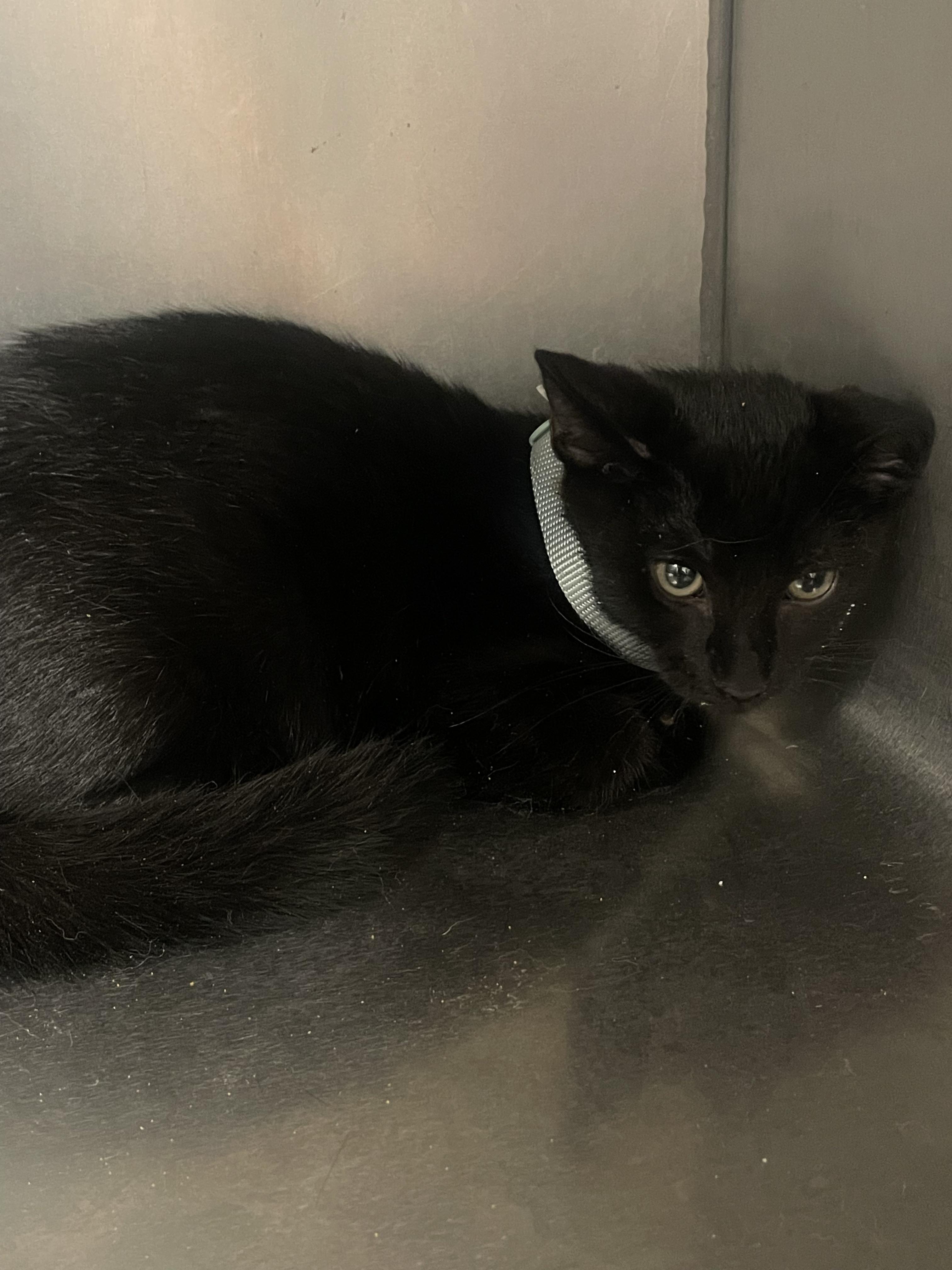 Blake, ADOPTABLE, Young Male Domestic Short Hair.