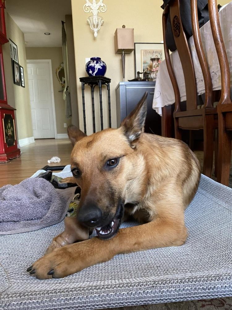 Dolly2, Adoptable, Adult Female Belgian Shepherd / Malinois & Australian Cattle Dog / Blue Heeler.