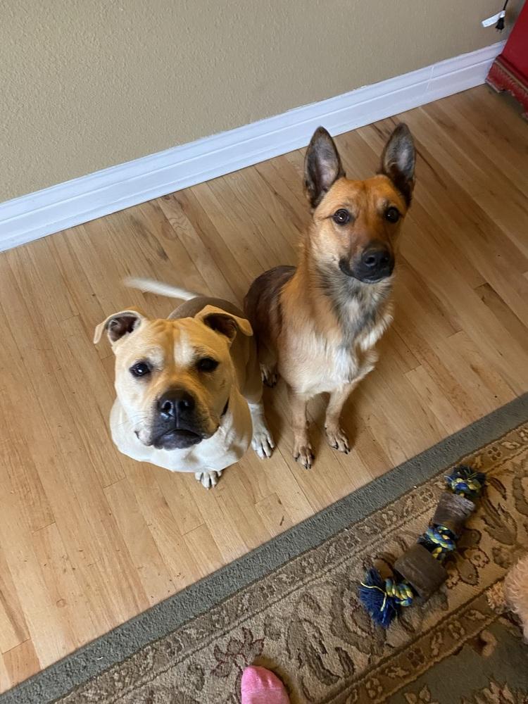 Enlarge Dolly2, a Adoptable mixed breed in Littleton, CO image 2/3