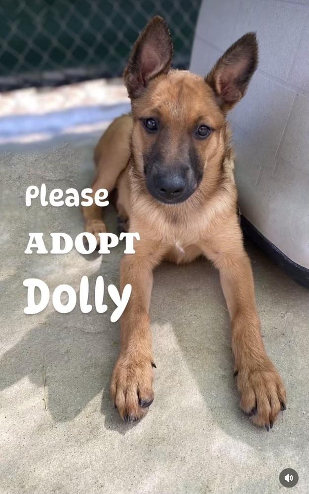 Enlarge Dolly2, a Adoptable mixed breed in Littleton, CO image 3/3