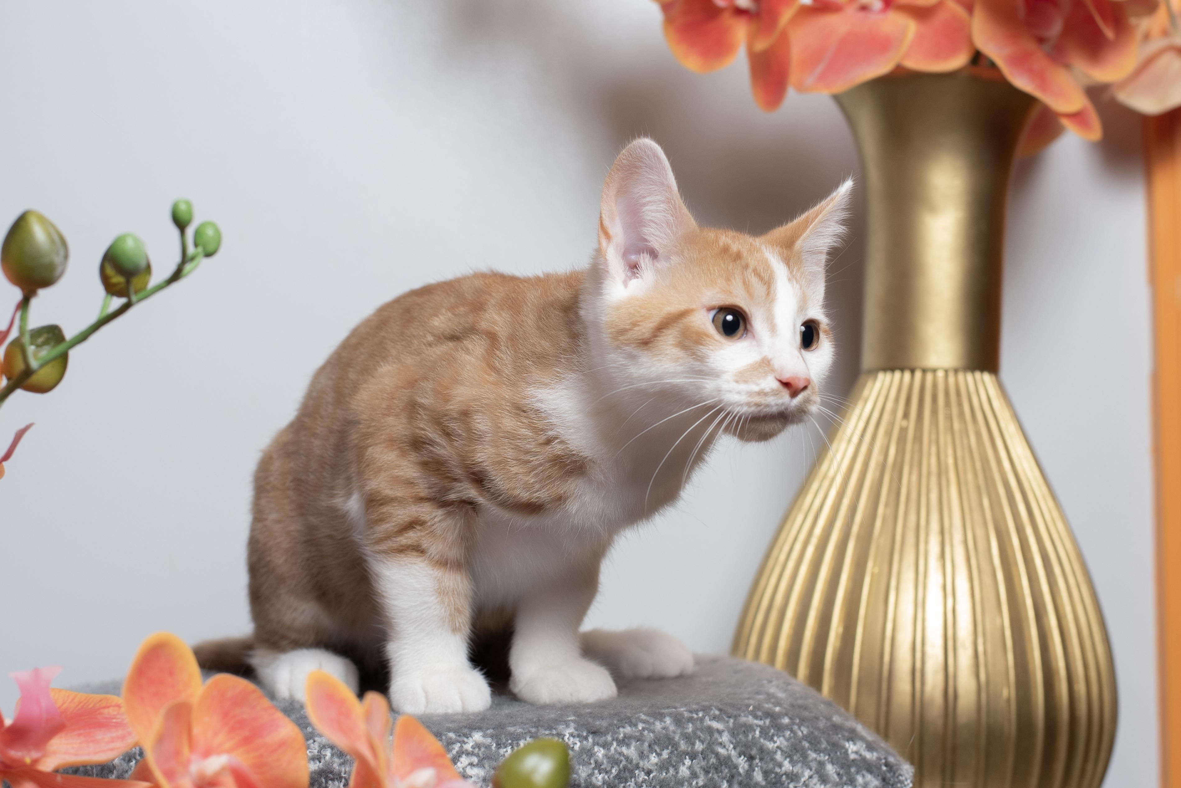 Toffee, Adoptable, Kitten Male Domestic Short Hair.