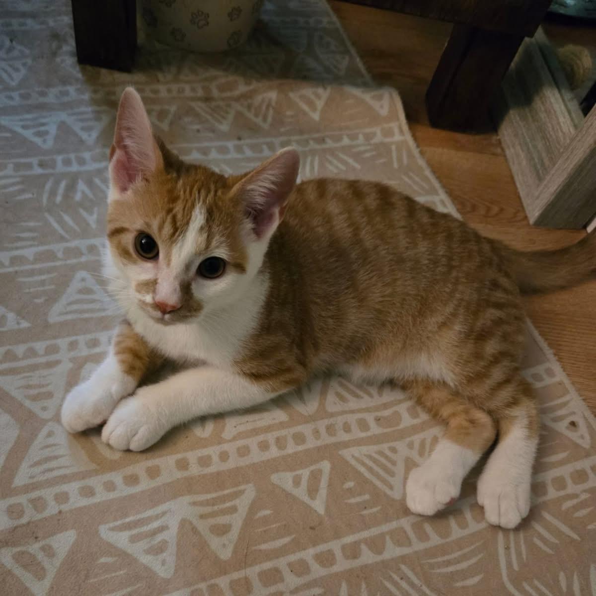 Enlarge Toffee, a Adoptable Domestic Short Hair in Yorktown, IN image 2/5