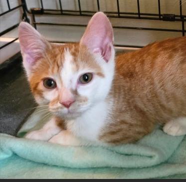 Enlarge Toffee, a Adoptable Domestic Short Hair in Yorktown, IN image 4/5