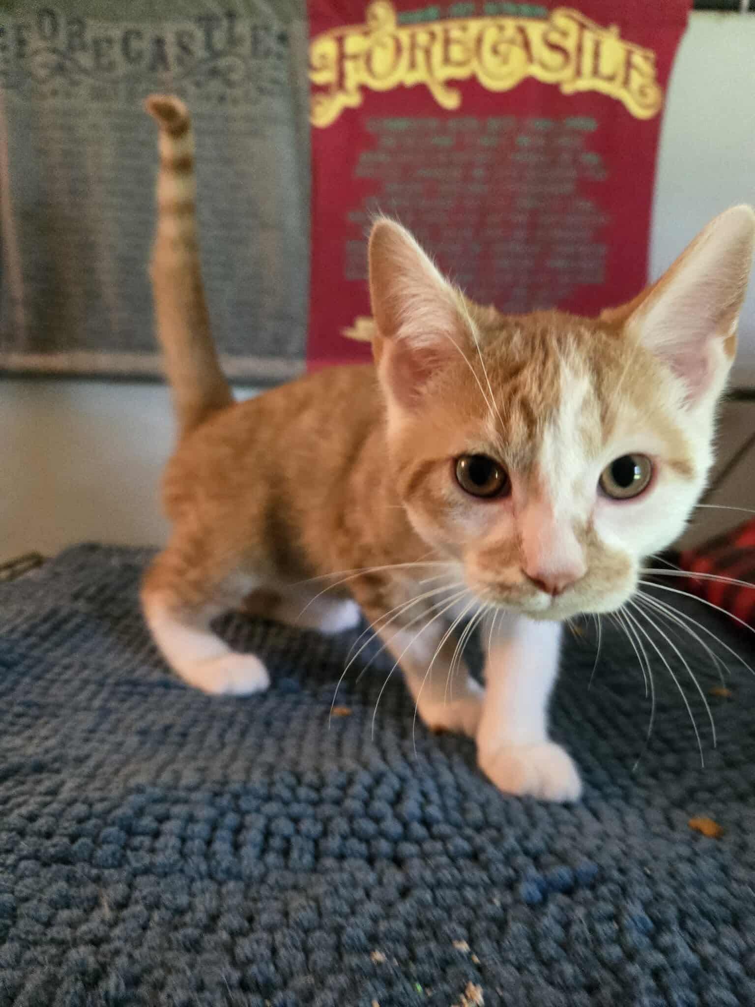 Enlarge Toffee, a Adoptable Domestic Short Hair in Yorktown, IN image 3/5