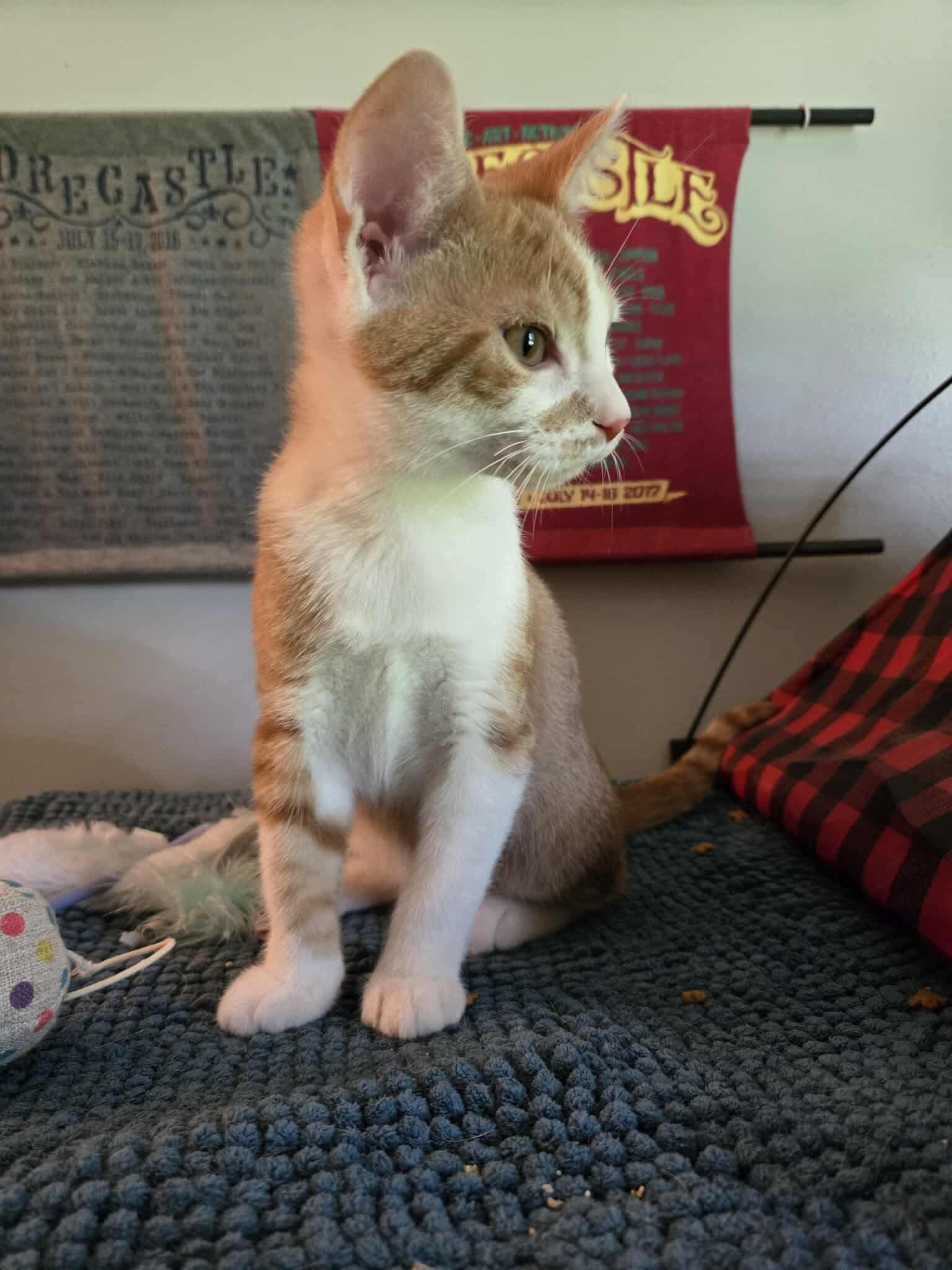 Enlarge Toffee, a Adoptable Domestic Short Hair in Yorktown, IN image 5/5