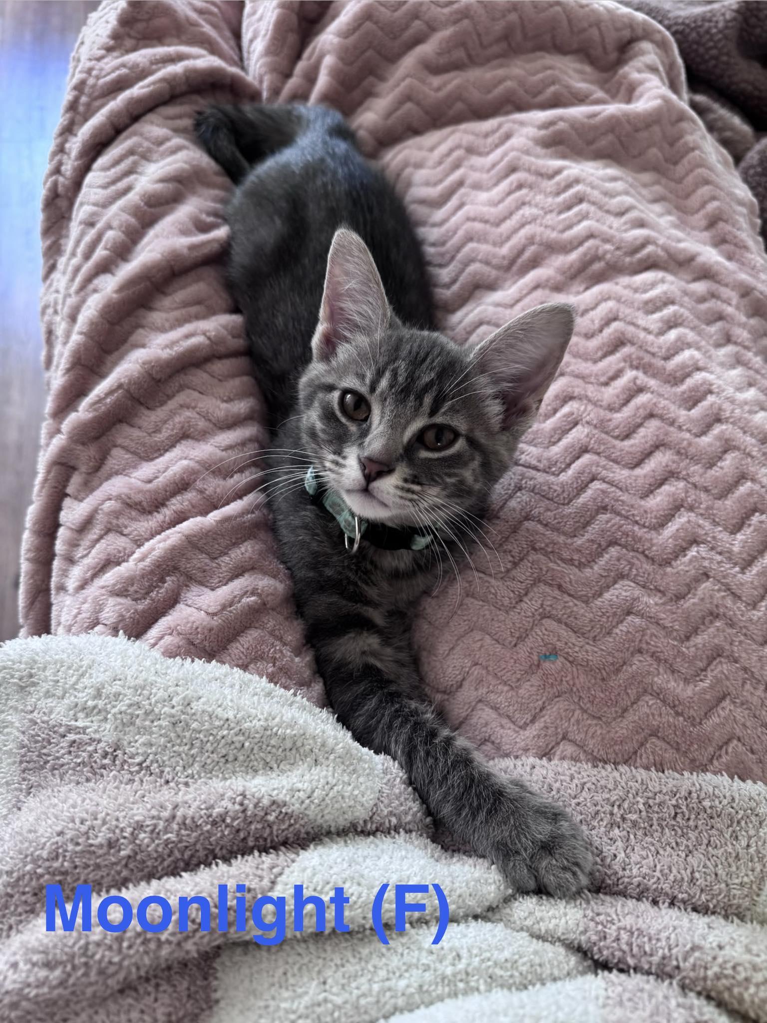 Moonlight, ADOPTABLE, Kitten Female Domestic Short Hair.