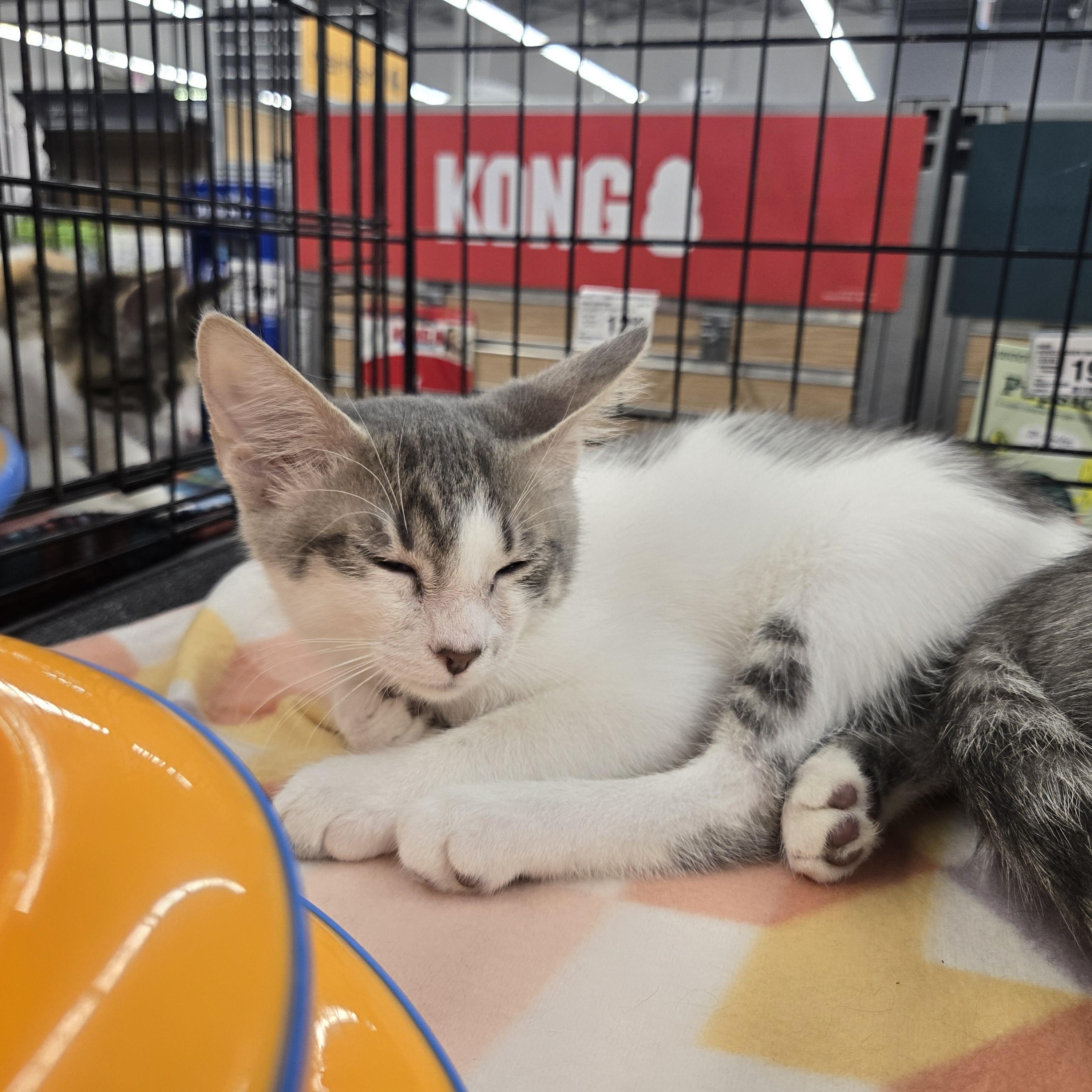Percy, a ADOPTABLE Domestic Short Hair in Sedalia, MO image 2/2