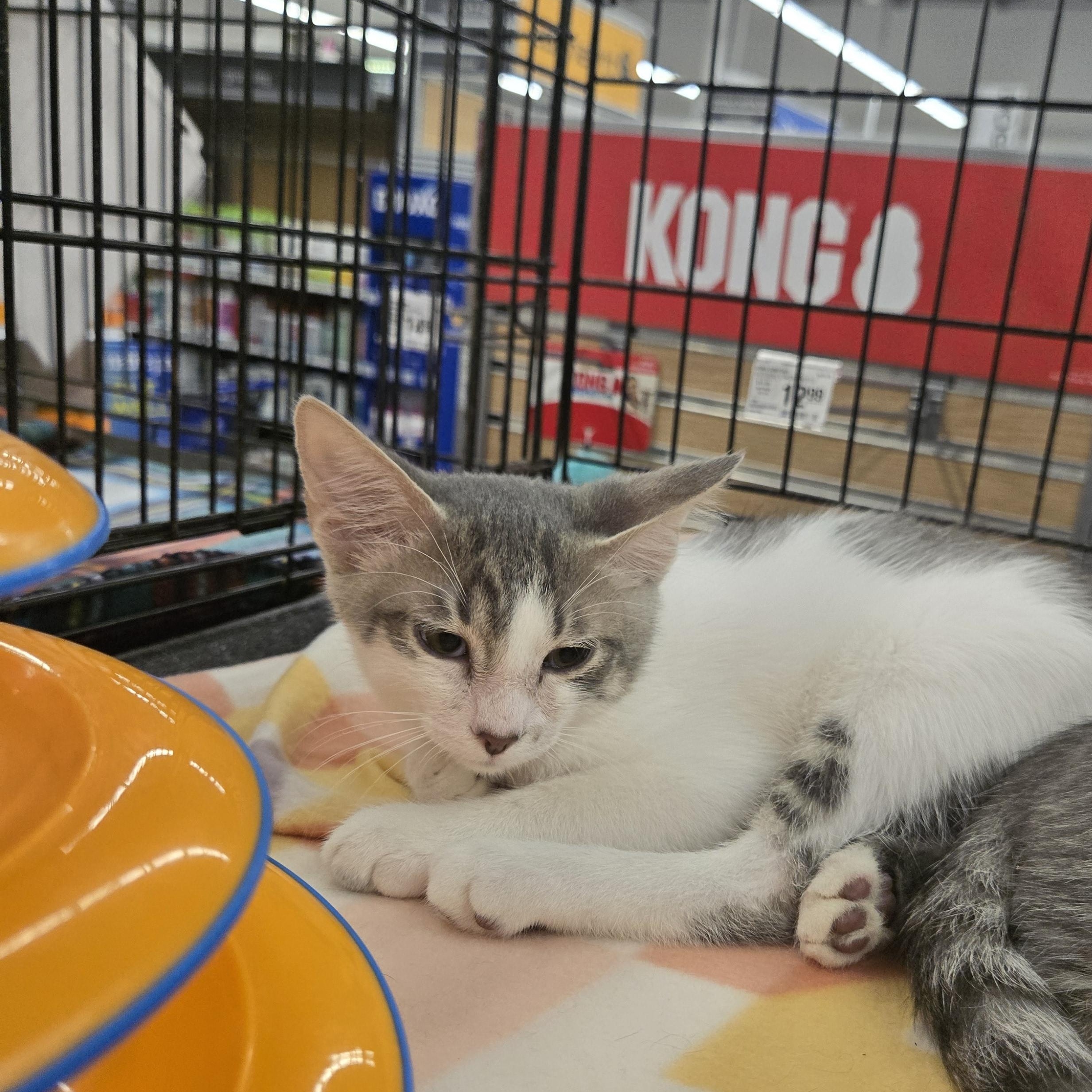 Percy, ADOPTABLE, Kitten Male Domestic Short Hair.