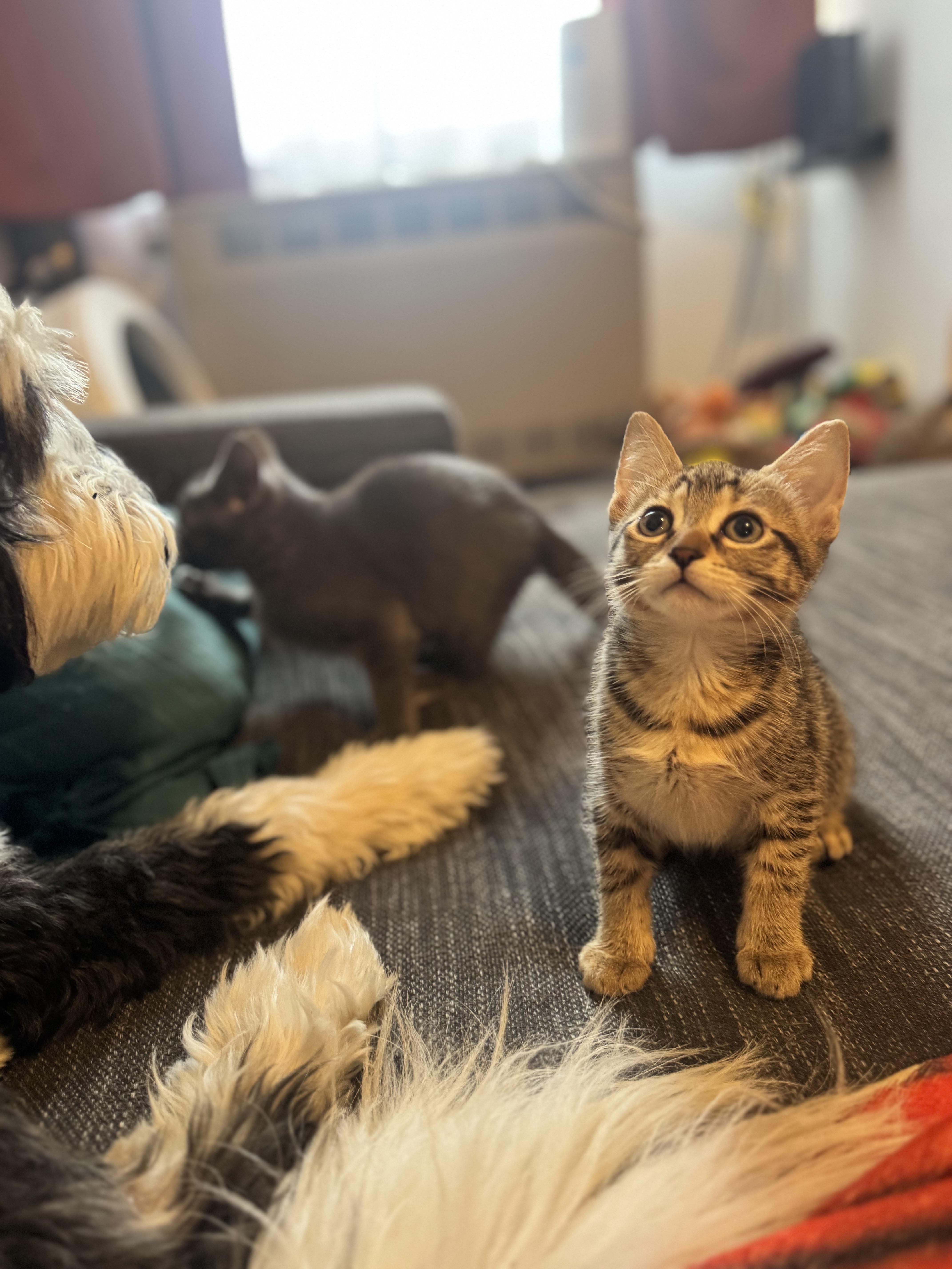 Tiger Sock and Dust Bunny, a ADOPTABLE Domestic Short Hair in Brooklyn, NY image 3/6