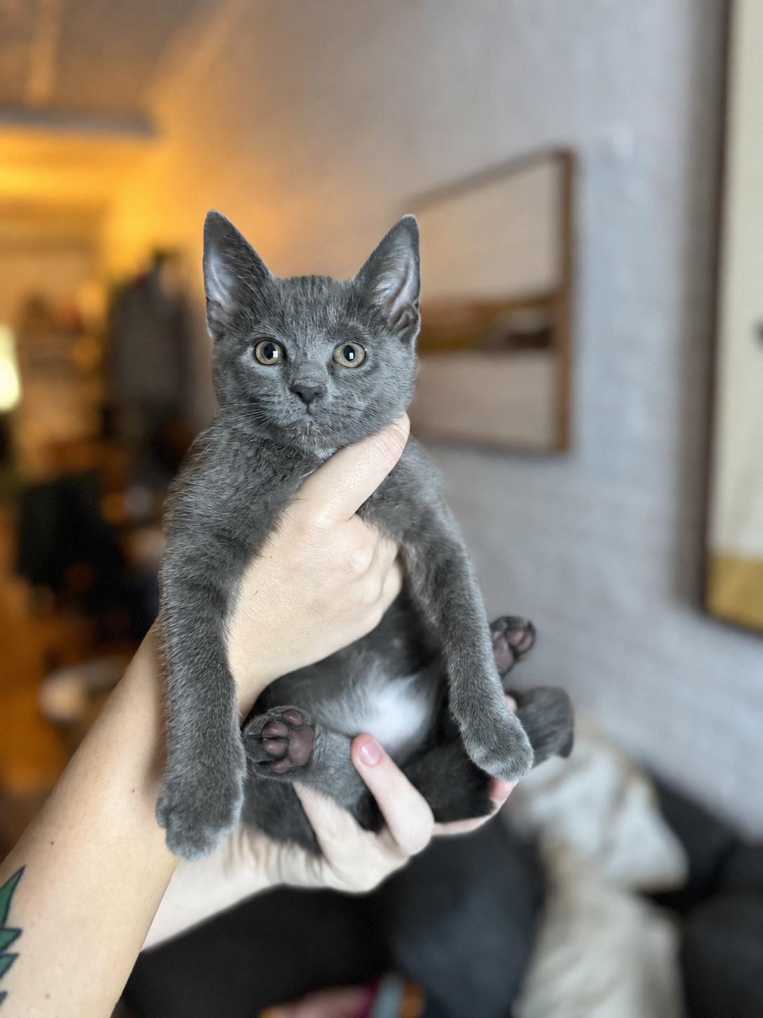 Tiger Sock and Dust Bunny, ADOPTABLE, Kitten Female Domestic Short Hair.