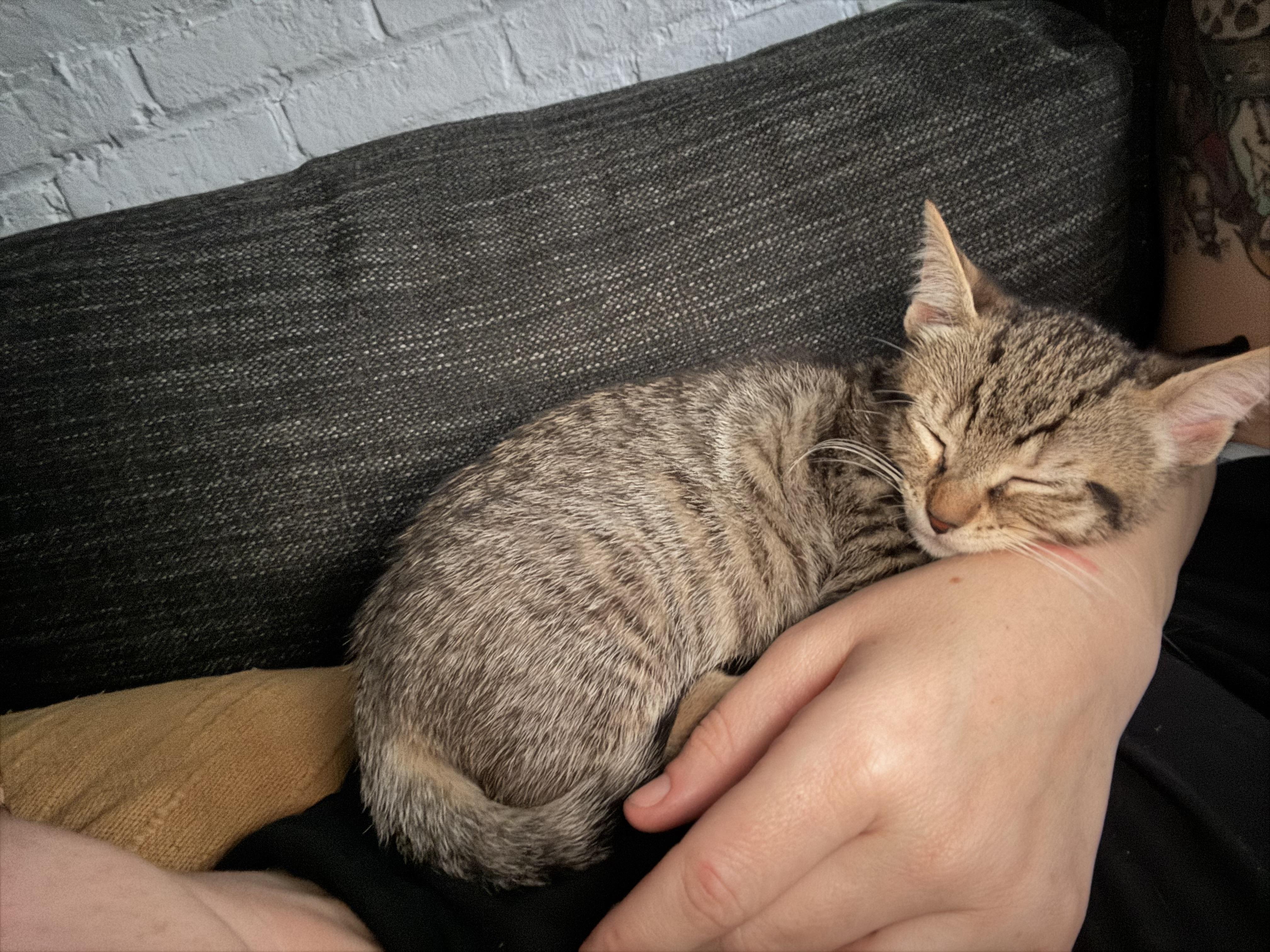 Tiger Sock and Dust Bunny, a ADOPTABLE Domestic Short Hair in Brooklyn, NY image 5/6