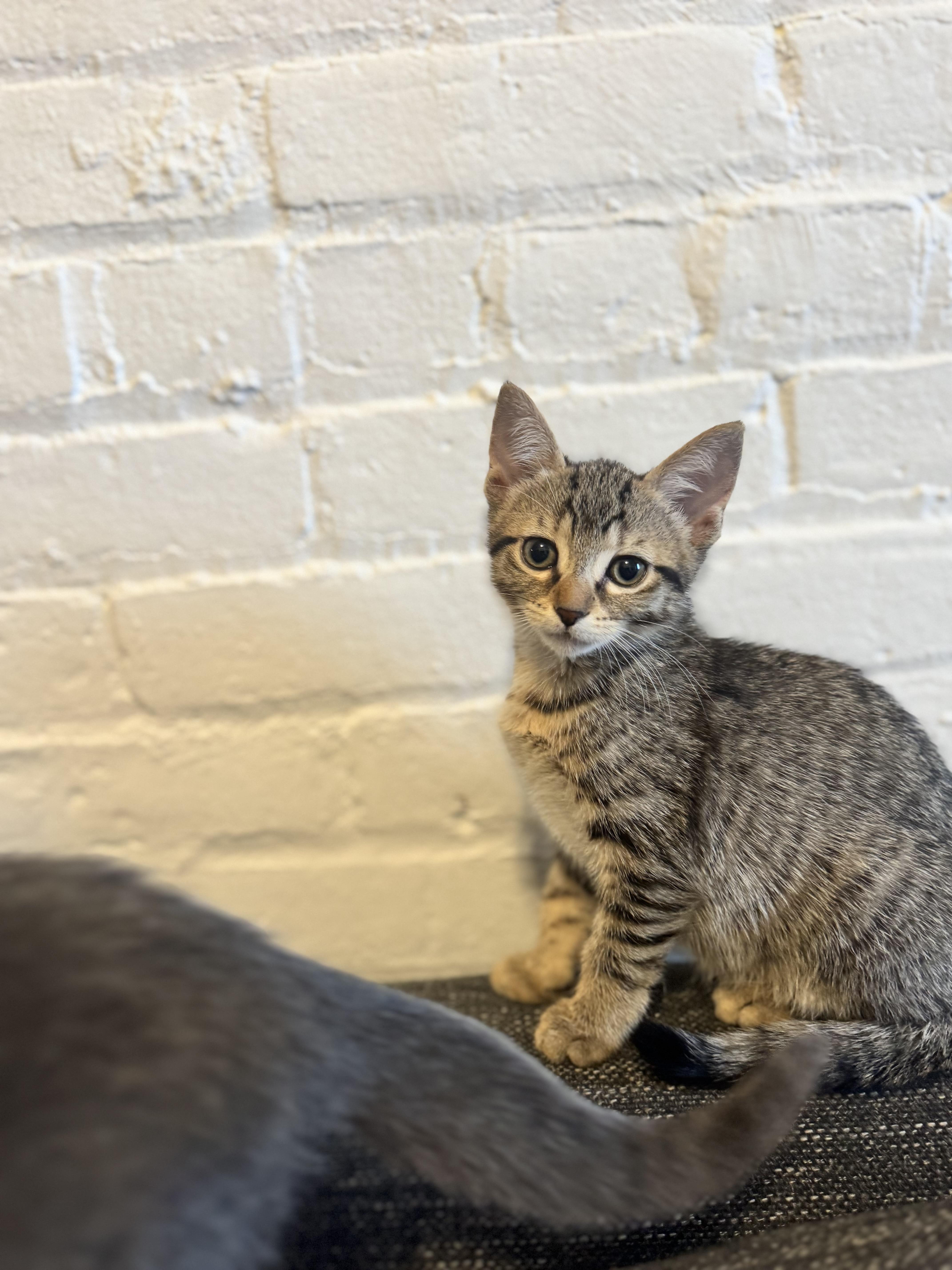 Tiger Sock and Dust Bunny, a ADOPTABLE Domestic Short Hair in Brooklyn, NY image 4/6