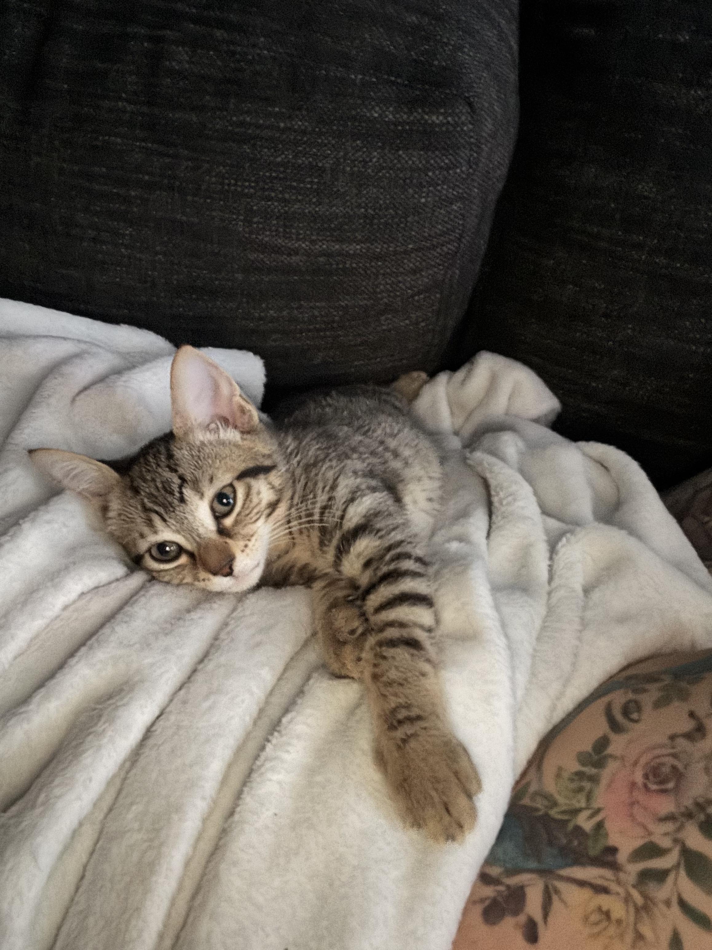 Tiger Sock and Dust Bunny, a ADOPTABLE Domestic Short Hair in Brooklyn, NY image 6/6