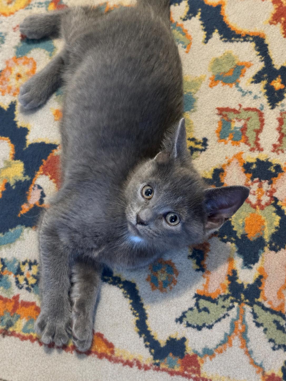 Tiger Sock and Dust Bunny, a ADOPTABLE Domestic Short Hair in Brooklyn, NY image 2/6
