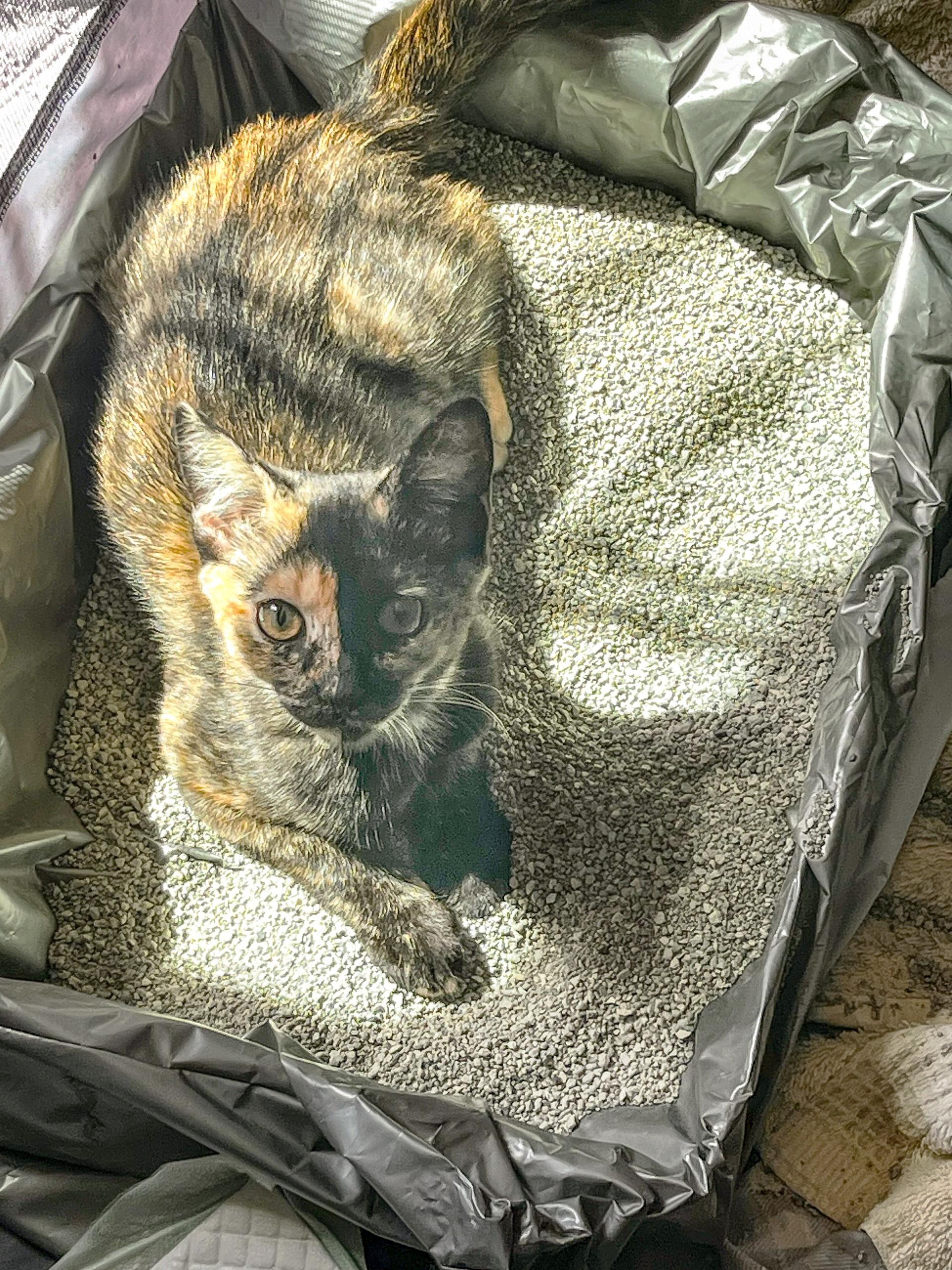 Birdie Elliott