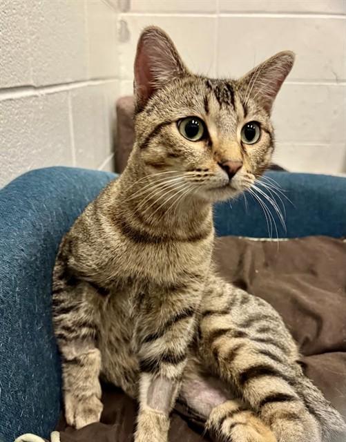 Enlarge JOHNNY, a Adoptable Domestic Short Hair in Olathe, KS image 1/1