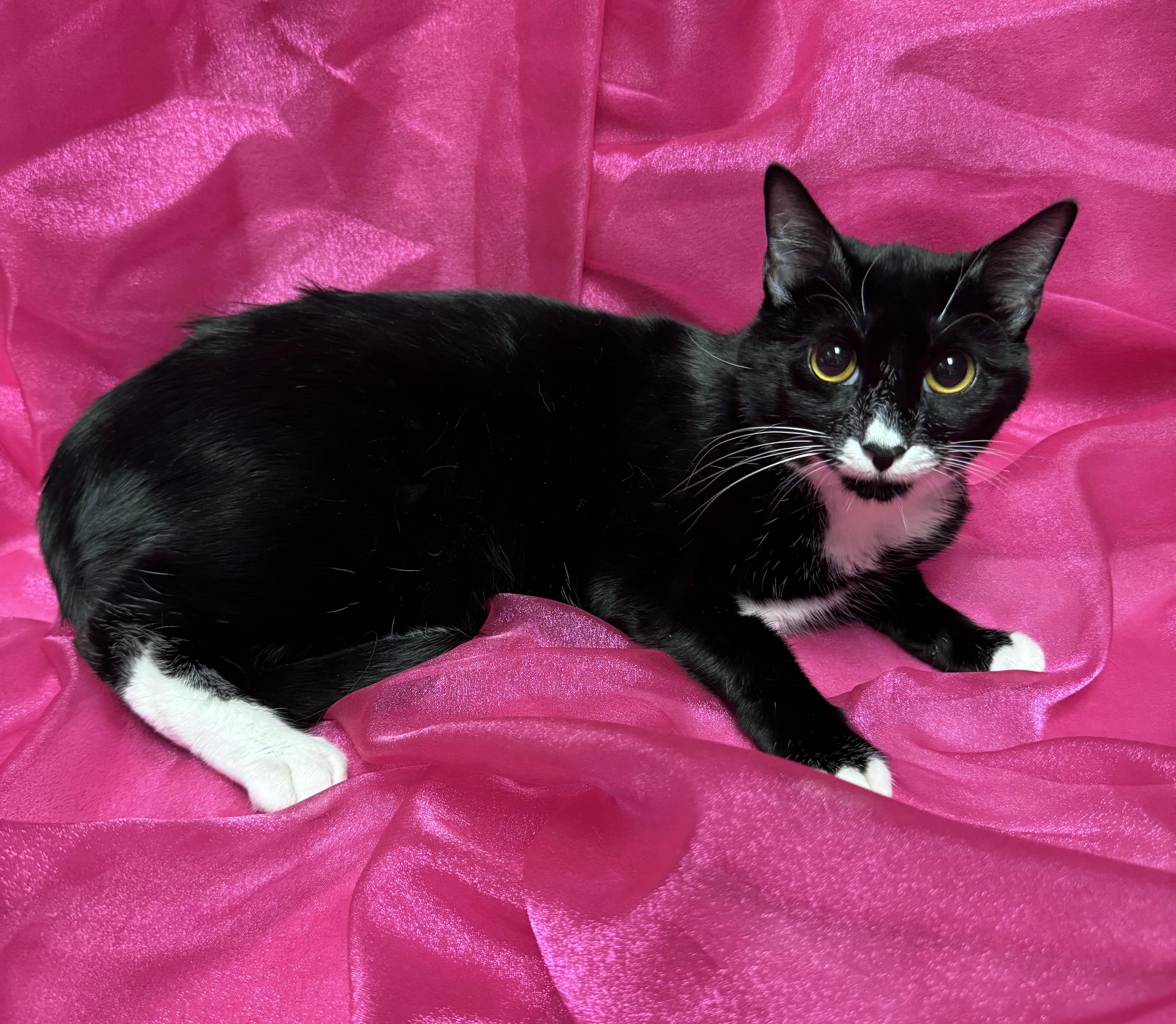 Lexi, a Adoptable mixed breed in Lake Monroe, FL image 3/5