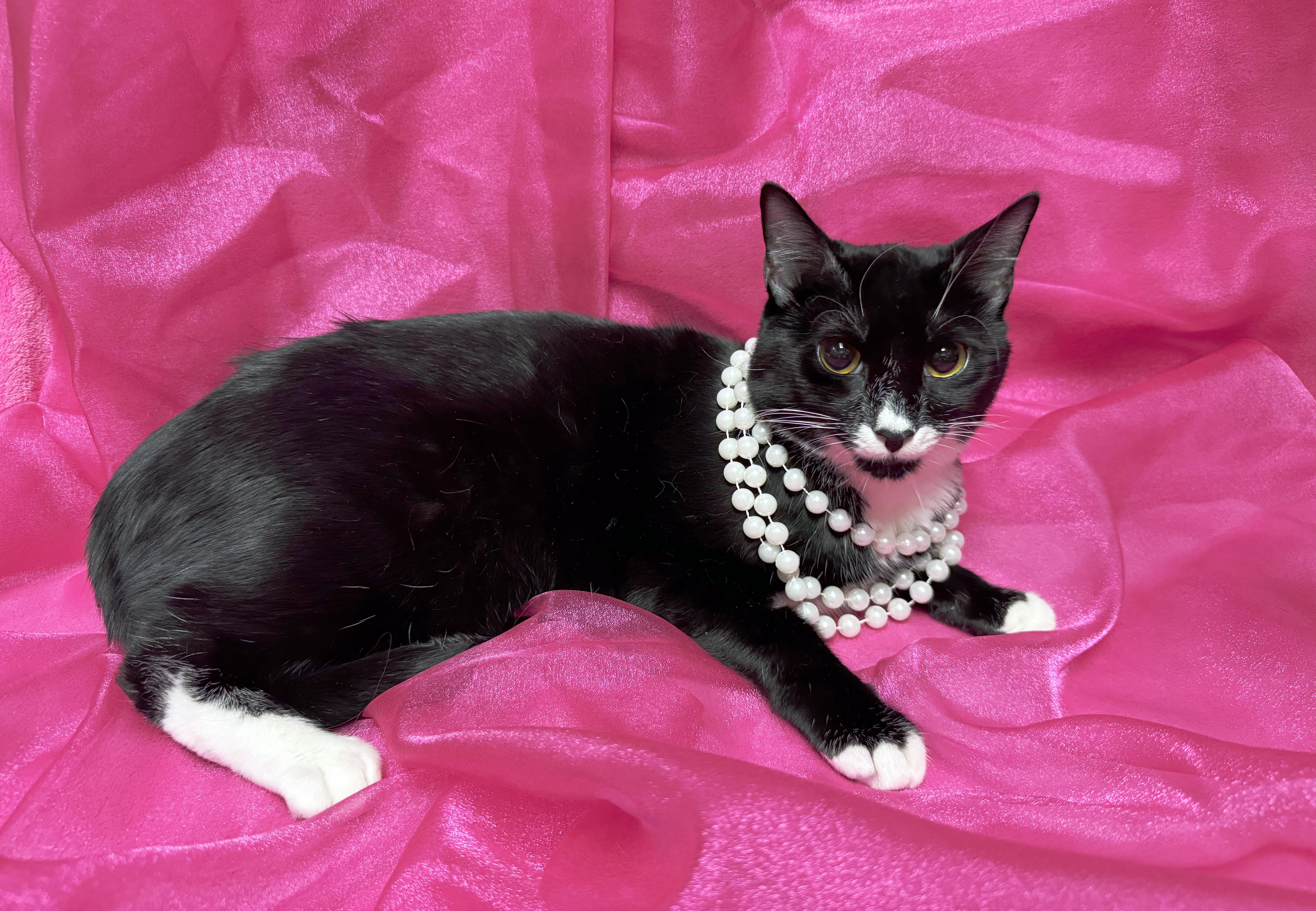 Lexi, Adoptable, Young Female Domestic Short Hair.