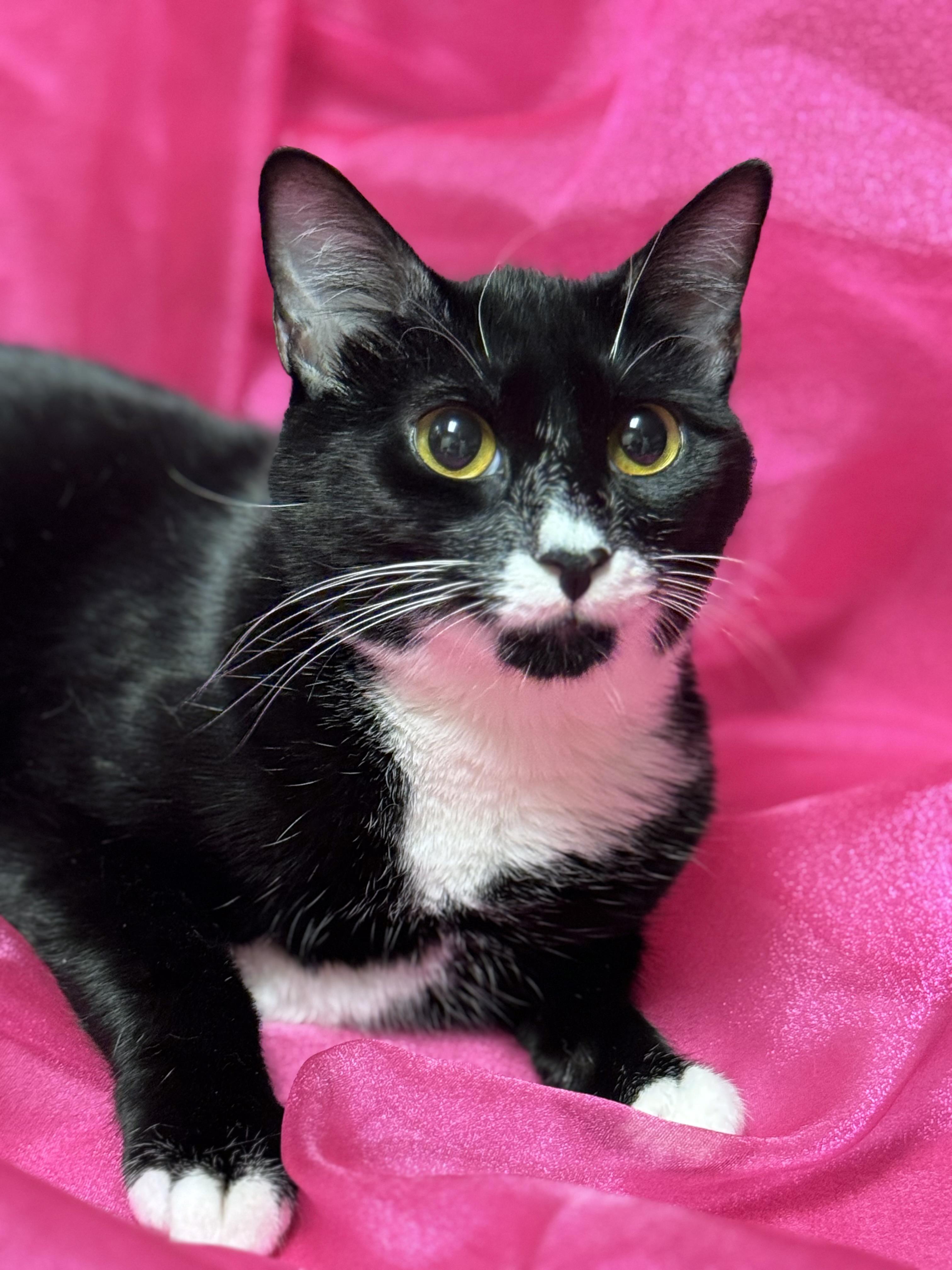 Lexi, Adoptable, Young Female Domestic Short Hair.