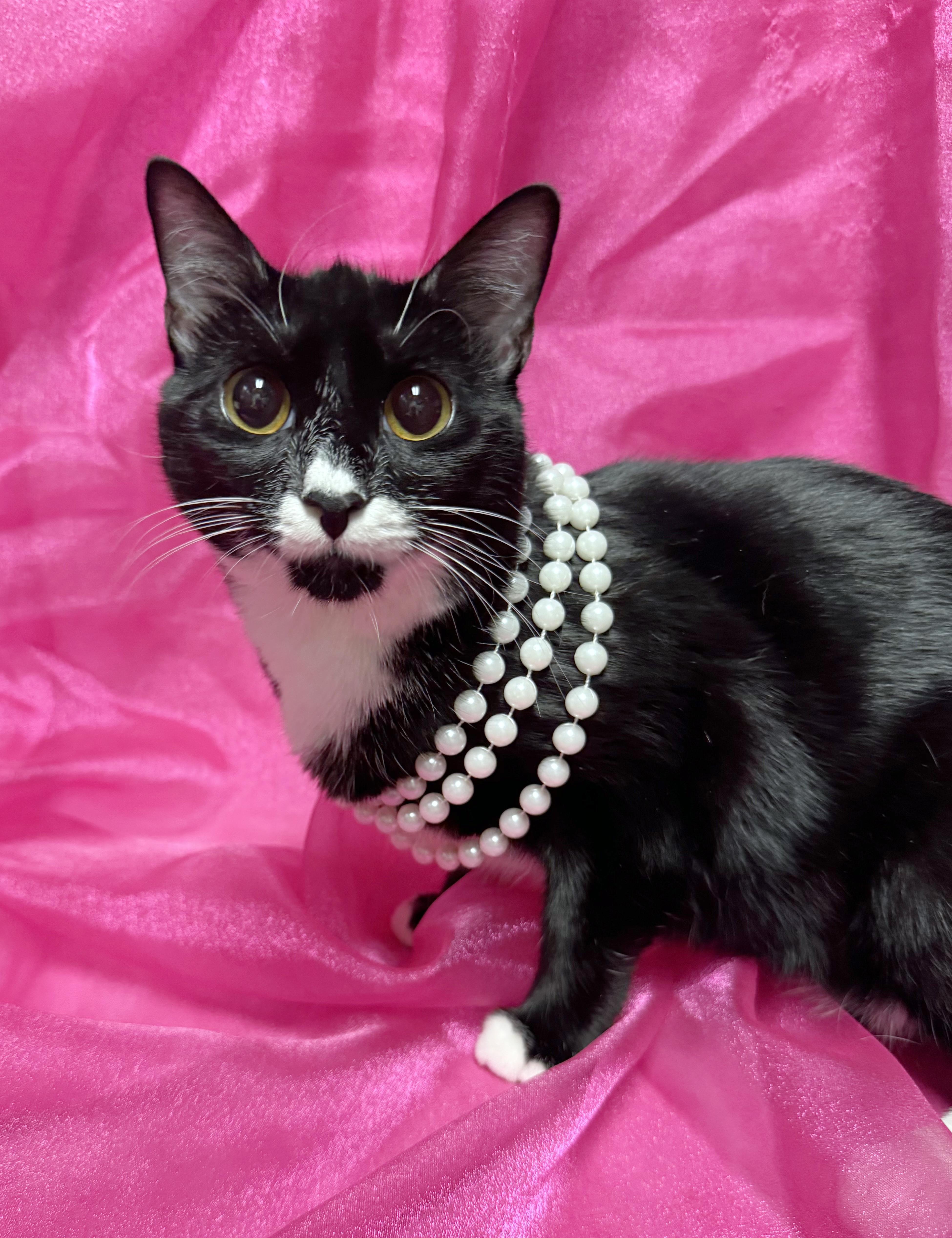 Lexi, a Adoptable mixed breed in Lake Monroe, FL image 4/5