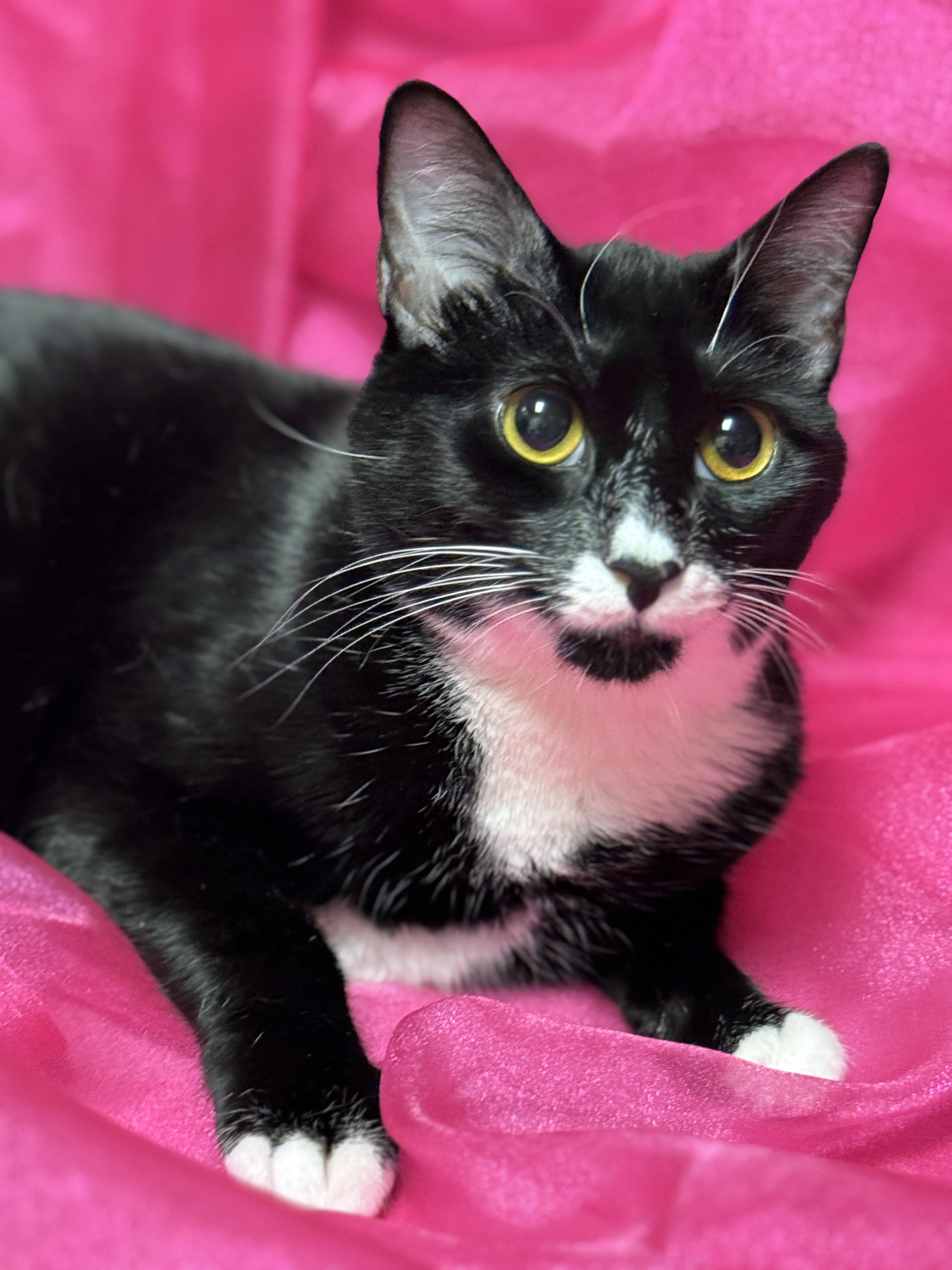 Lexi, a Adoptable mixed breed in Lake Monroe, FL image 5/5