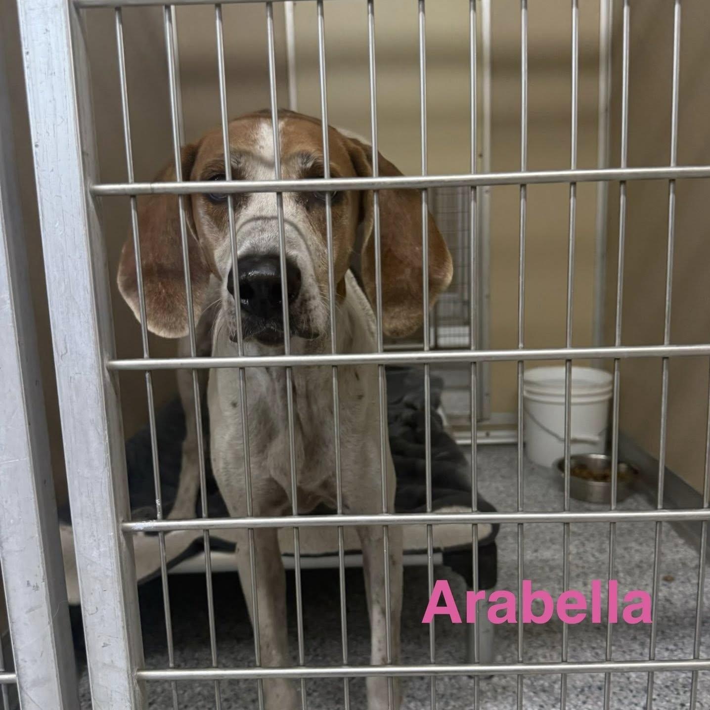 Arabella, ADOPTABLE, Adult Female Treeing Walker Coonhound.
