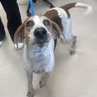 Enlarge Arabella, a ADOPTABLE Treeing Walker Coonhound in St. Augustine, FL image 2/2