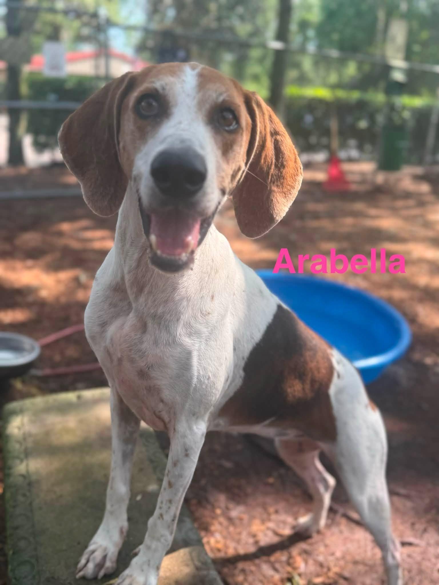 Arabella, a ADOPTABLE Treeing Walker Coonhound in St. Augustine, FL image 1/3