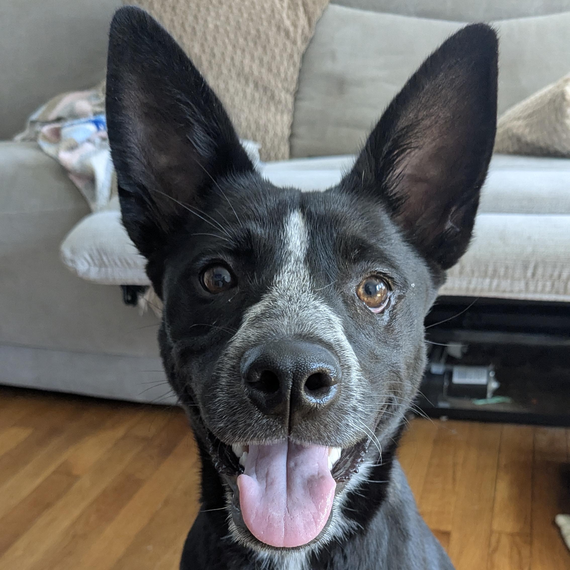 Enlarge Riley, a Adoptable mixed breed in Cumberland, RI image 2/6