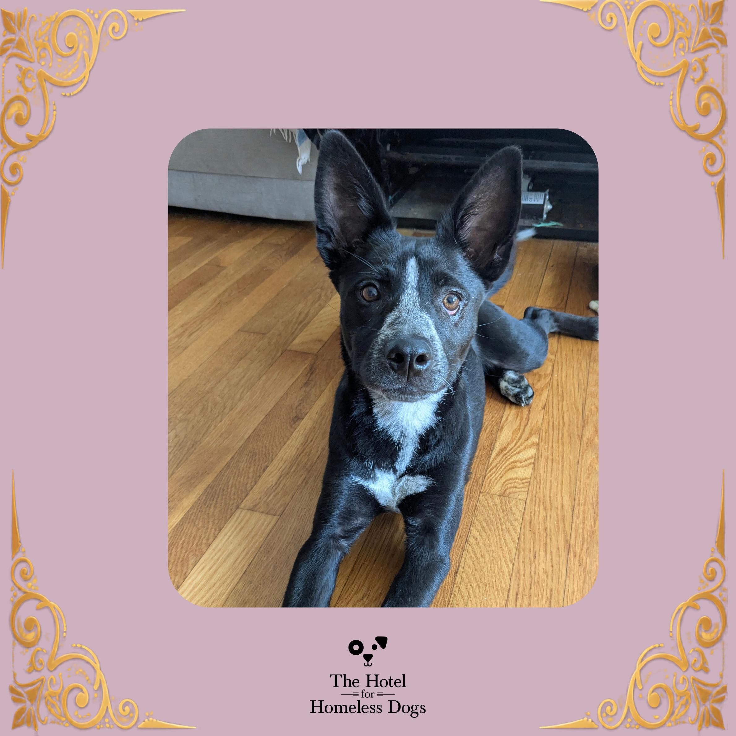 Riley, Adoptable, Puppy Female Australian Cattle Dog / Blue Heeler & Terrier.