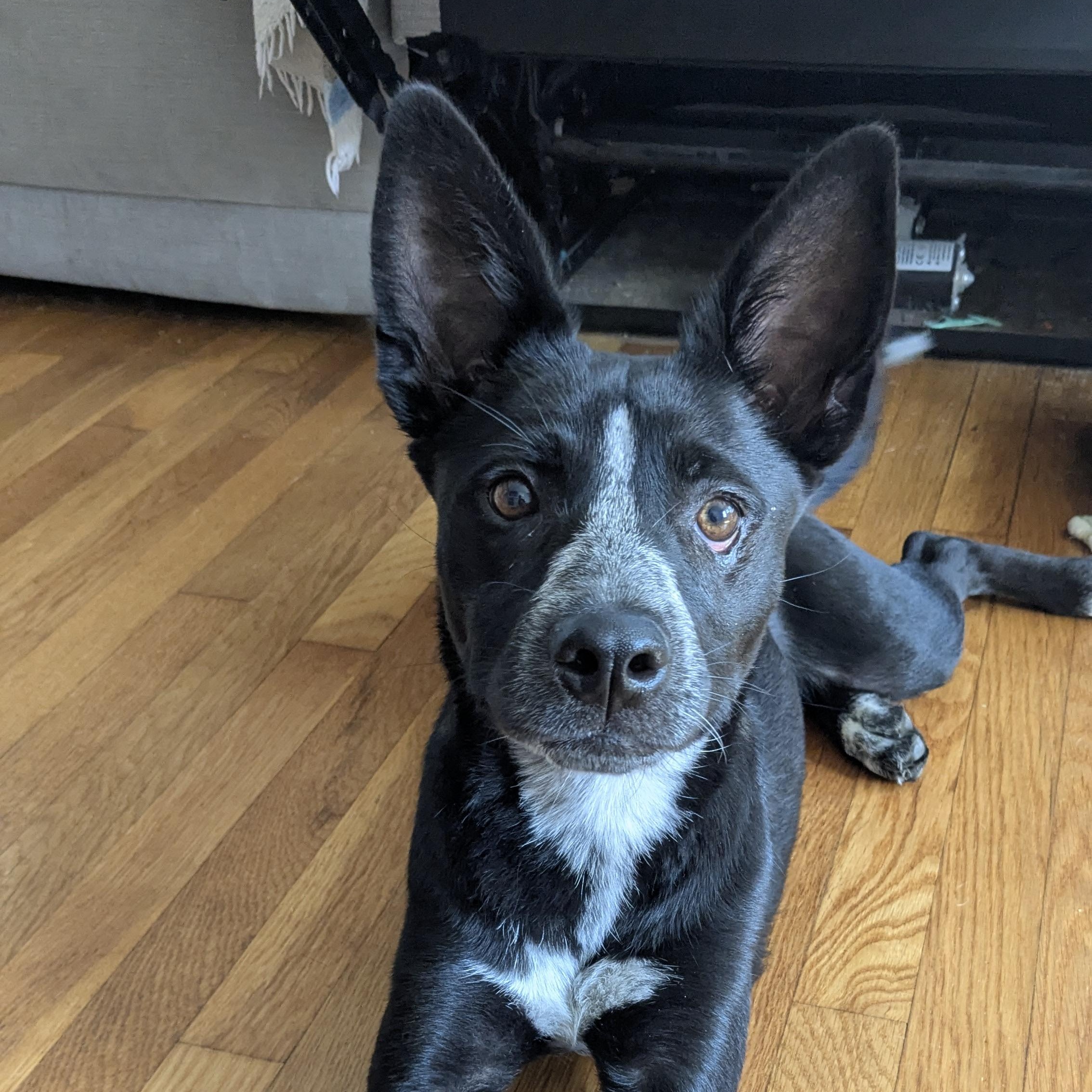 Enlarge Riley, a Adoptable mixed breed in Cumberland, RI image 5/6