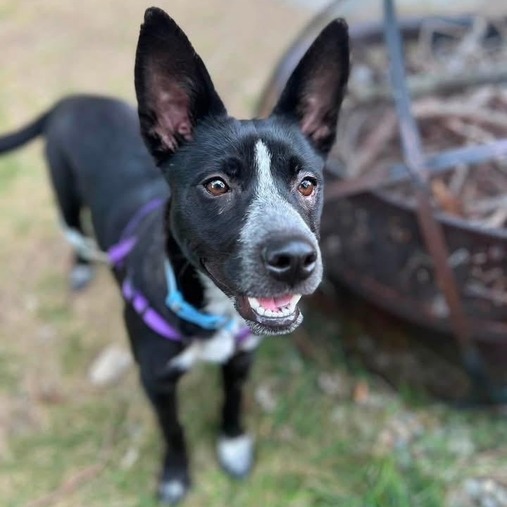 Enlarge Riley, a Adoptable mixed breed in Cumberland, RI image 4/6