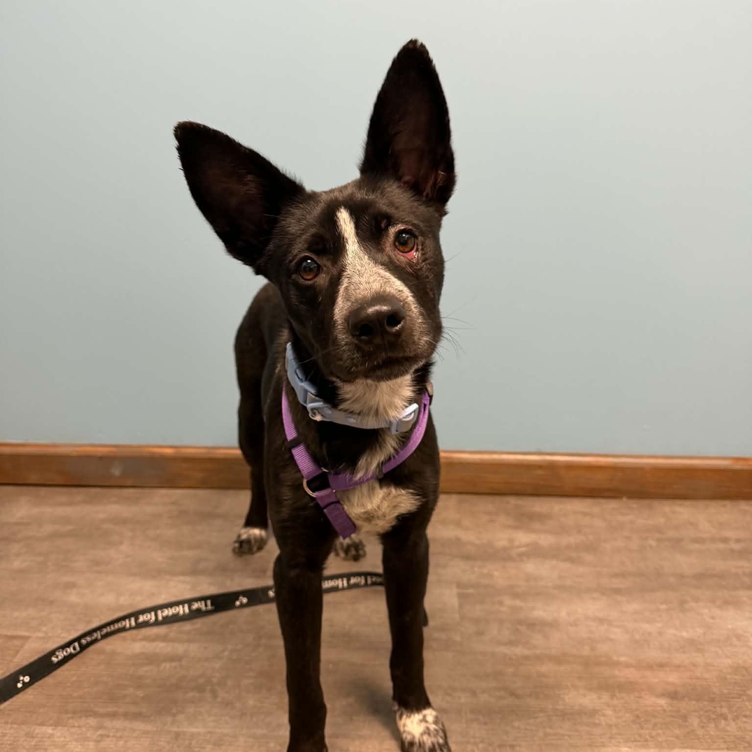 Enlarge Riley, a Adoptable mixed breed in Cumberland, RI image 3/6