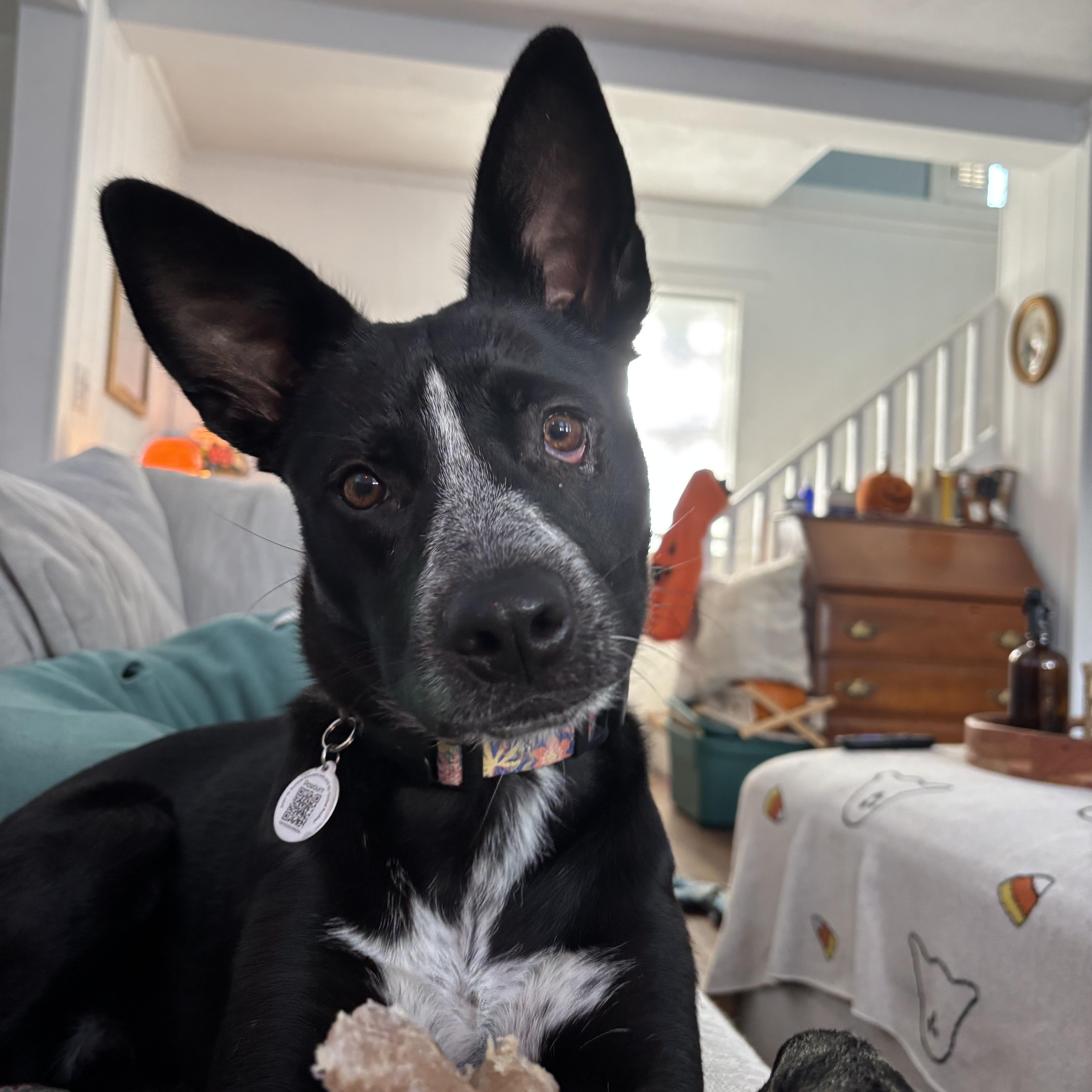 Enlarge Riley, a Adoptable mixed breed in Cumberland, RI image 6/6