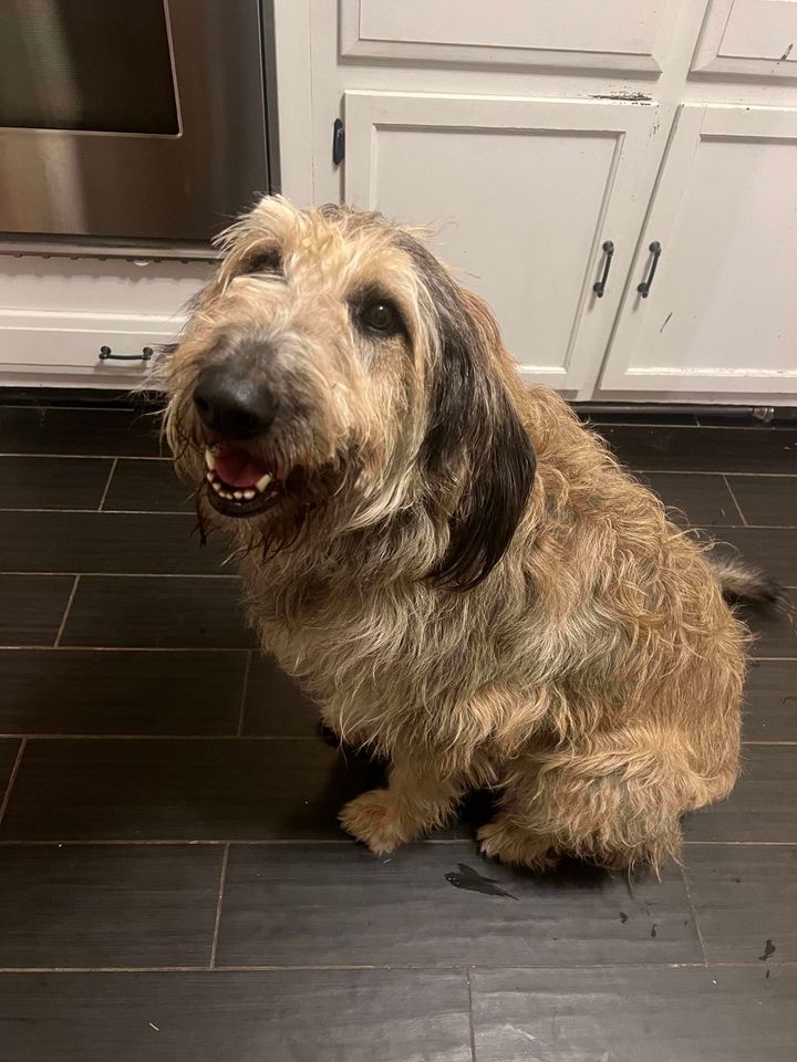 June, a Adopted mixed breed in spring hill, FL image 1/4