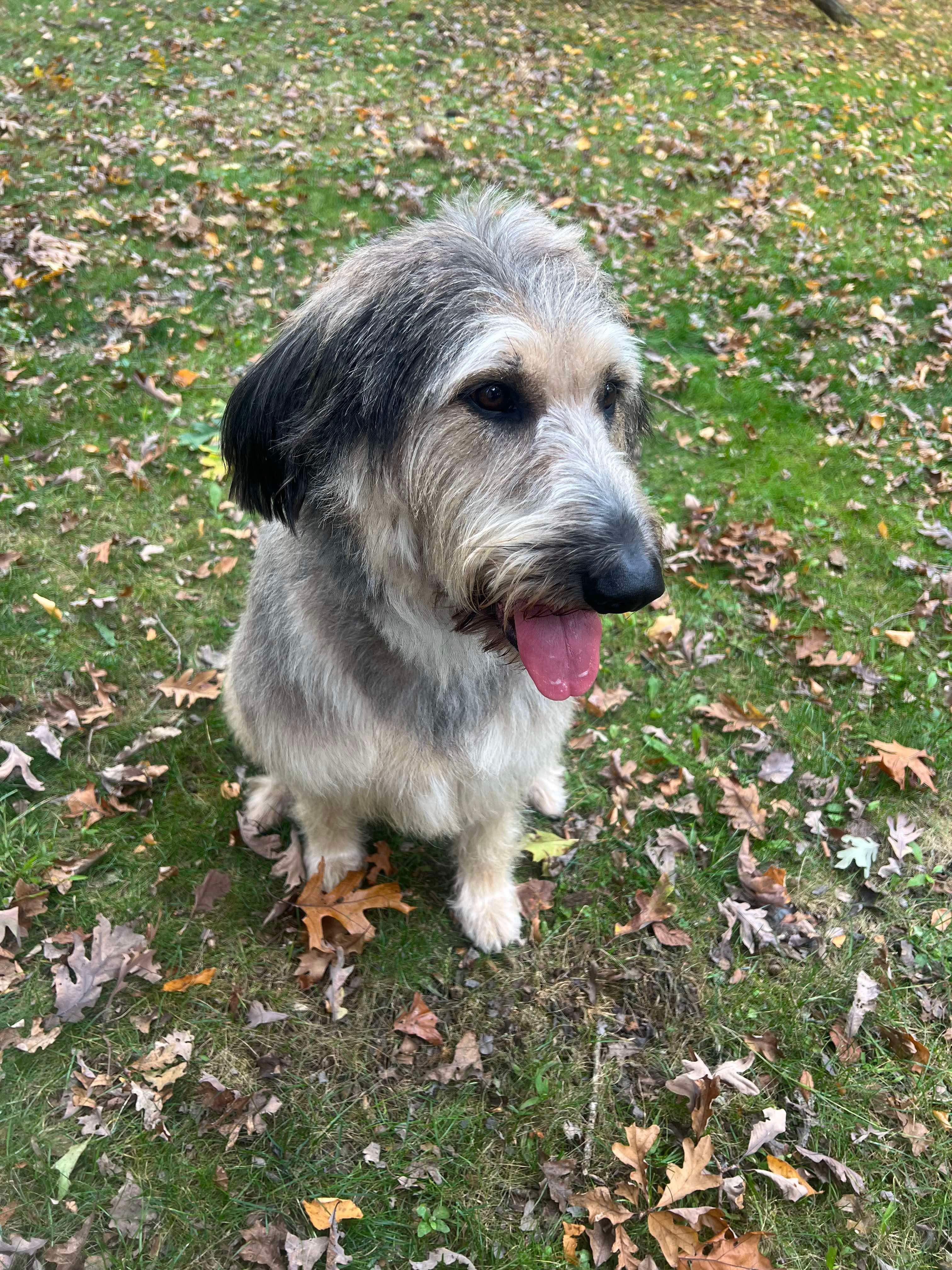 June, a Adopted mixed breed in spring hill, FL image 2/4