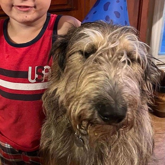 June, Adopted, Adult Female Standard Poodle & German Shepherd Dog.