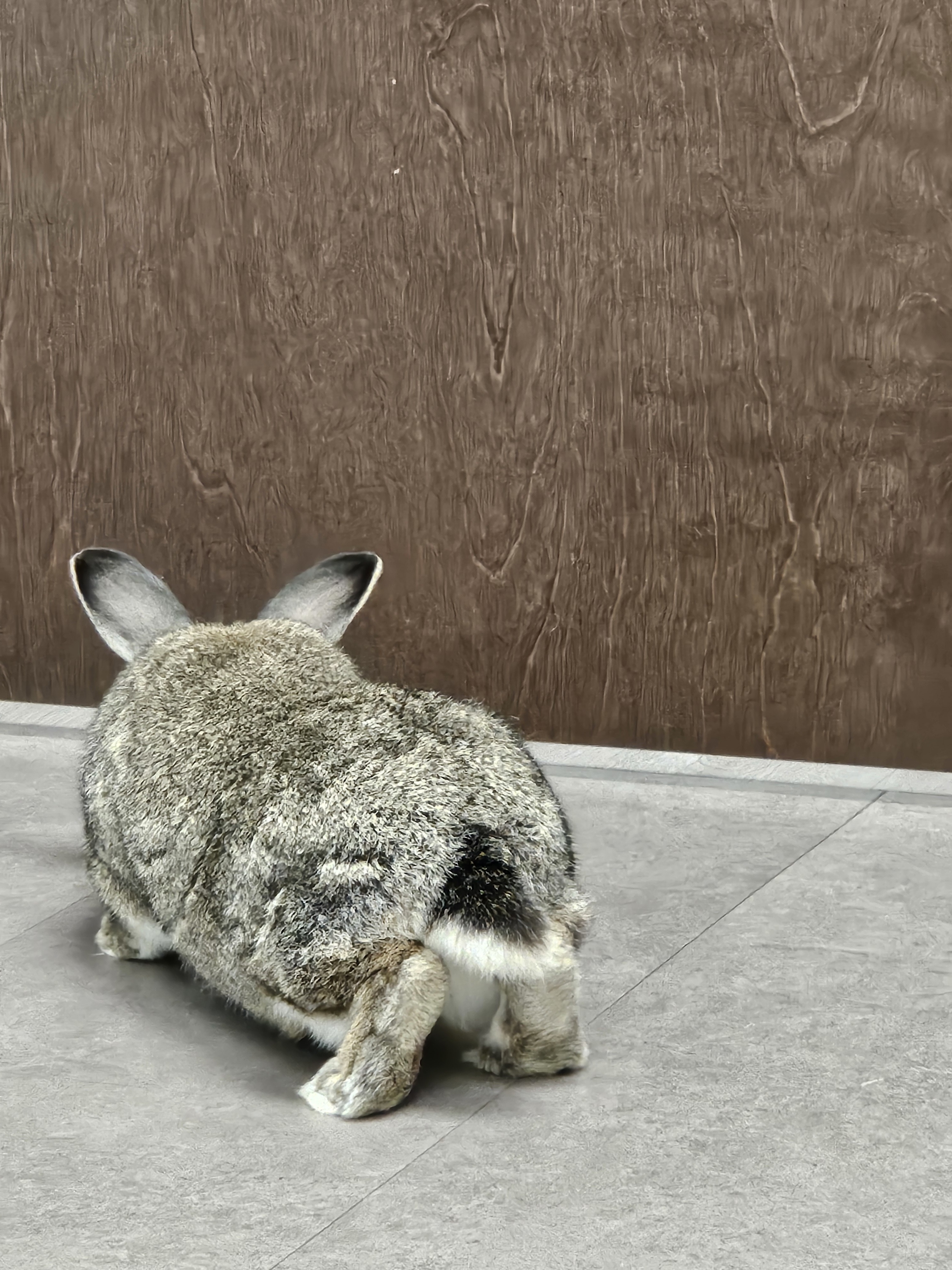 Henry, Adoptable, Adult Male Chinchilla & Dwarf.