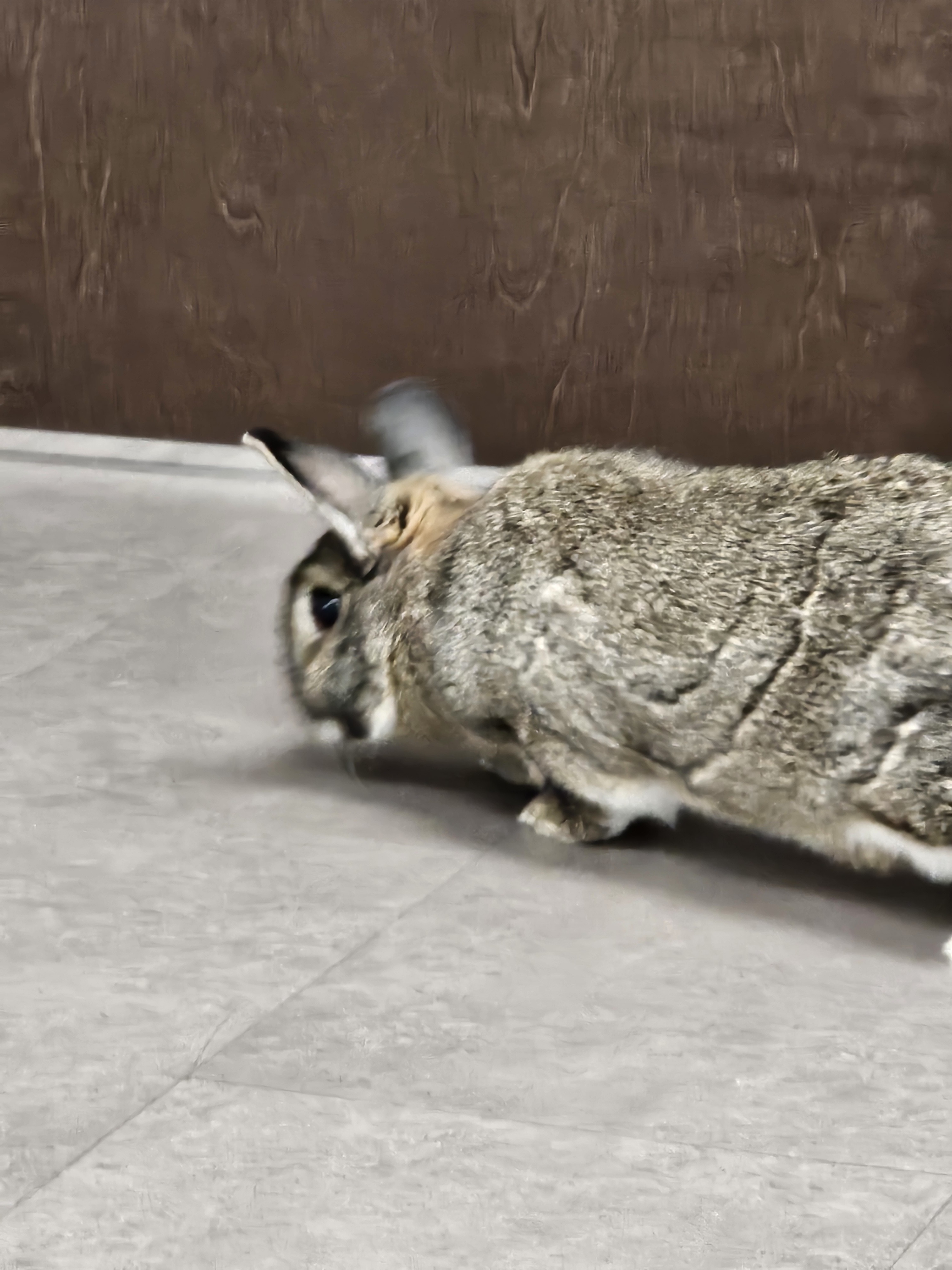 Enlarge Henry, a Adoptable mixed breed in Deltona, FL image 2/3