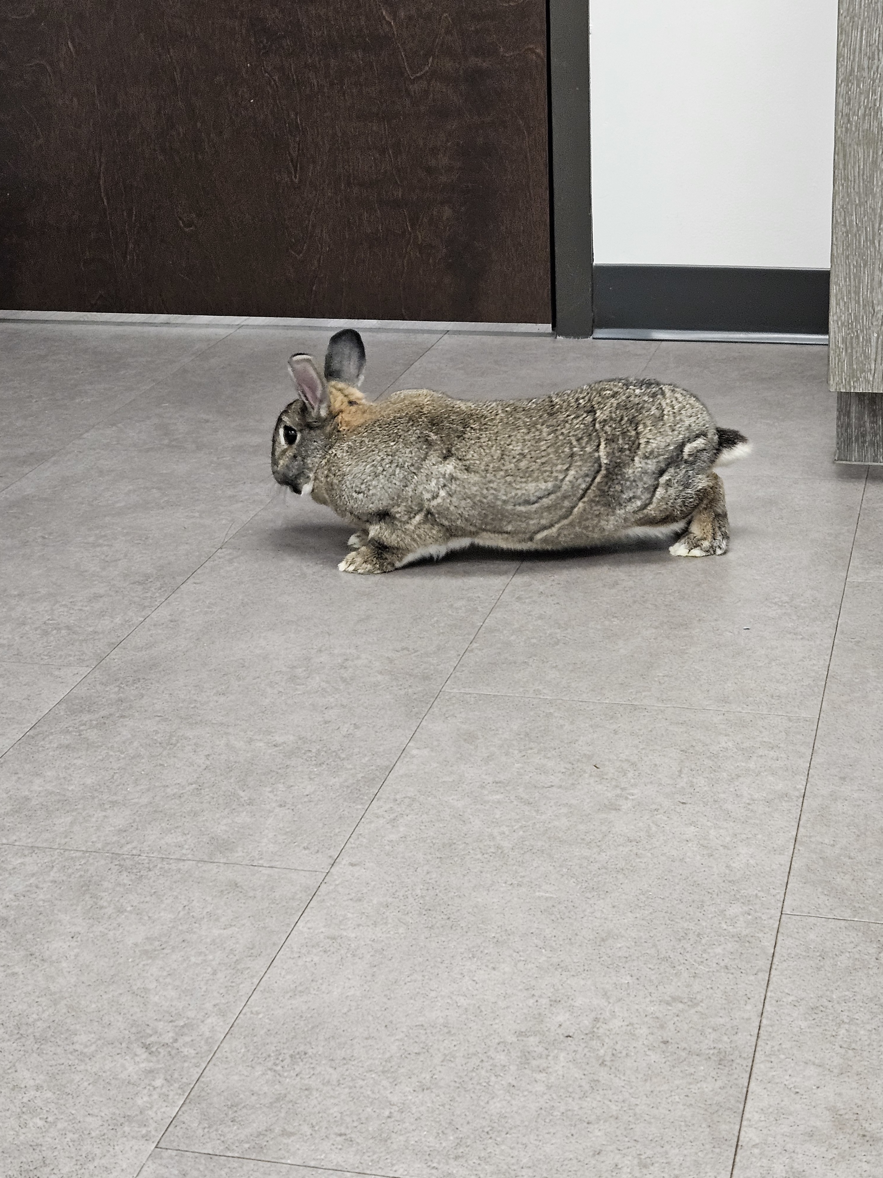 Enlarge Henry, a Adoptable mixed breed in Deltona, FL image 3/3