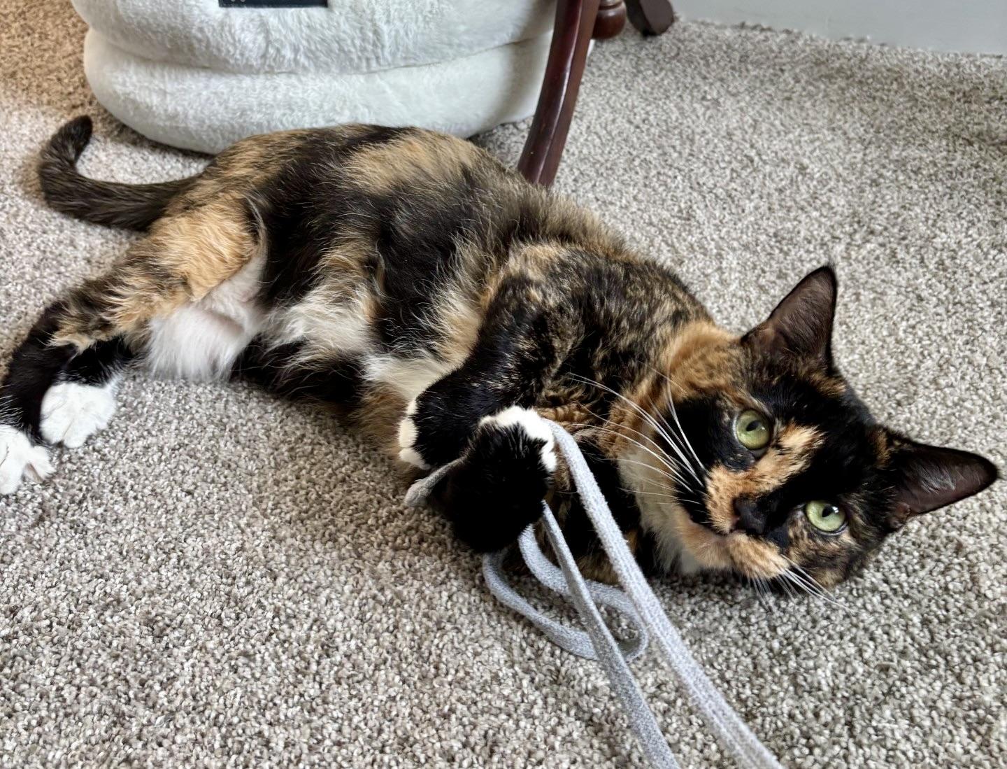 Baby Girl, ADOPTABLE, Adult Female Tortoiseshell.