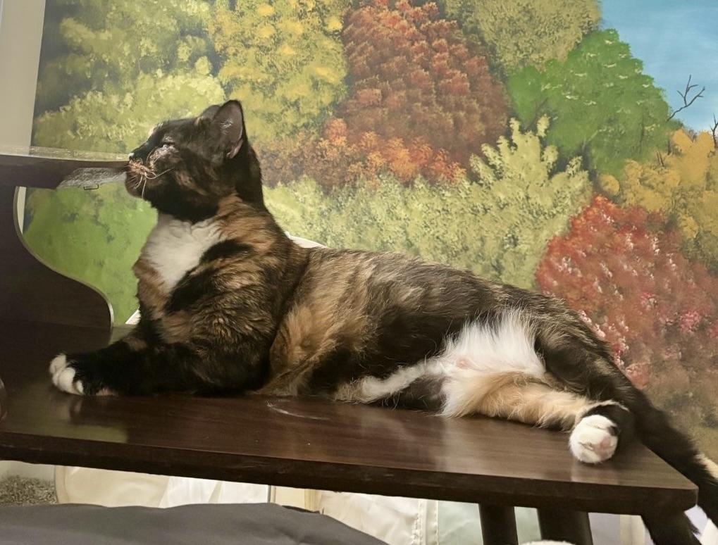 Enlarge Baby Girl, a ADOPTABLE Tortoiseshell in BLACK MOUNTAIN, NC image 2/6