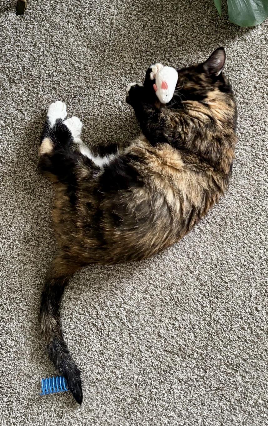 Enlarge Baby Girl, a ADOPTABLE Tortoiseshell in BLACK MOUNTAIN, NC image 4/6