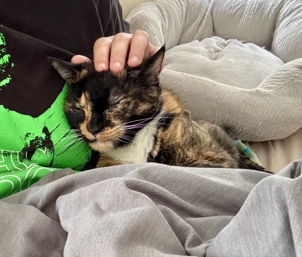 Enlarge Baby Girl, a ADOPTABLE Tortoiseshell in BLACK MOUNTAIN, NC image 6/6