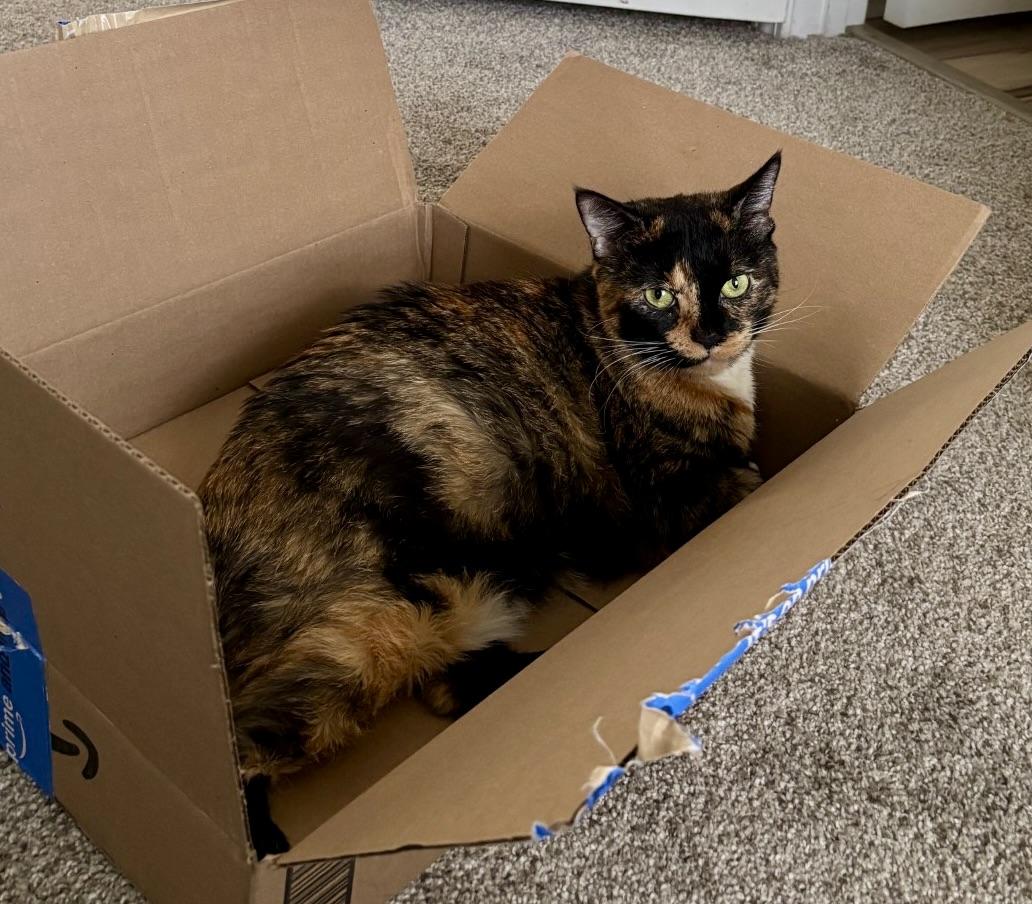 Enlarge Baby Girl, a ADOPTABLE Tortoiseshell in BLACK MOUNTAIN, NC image 5/6