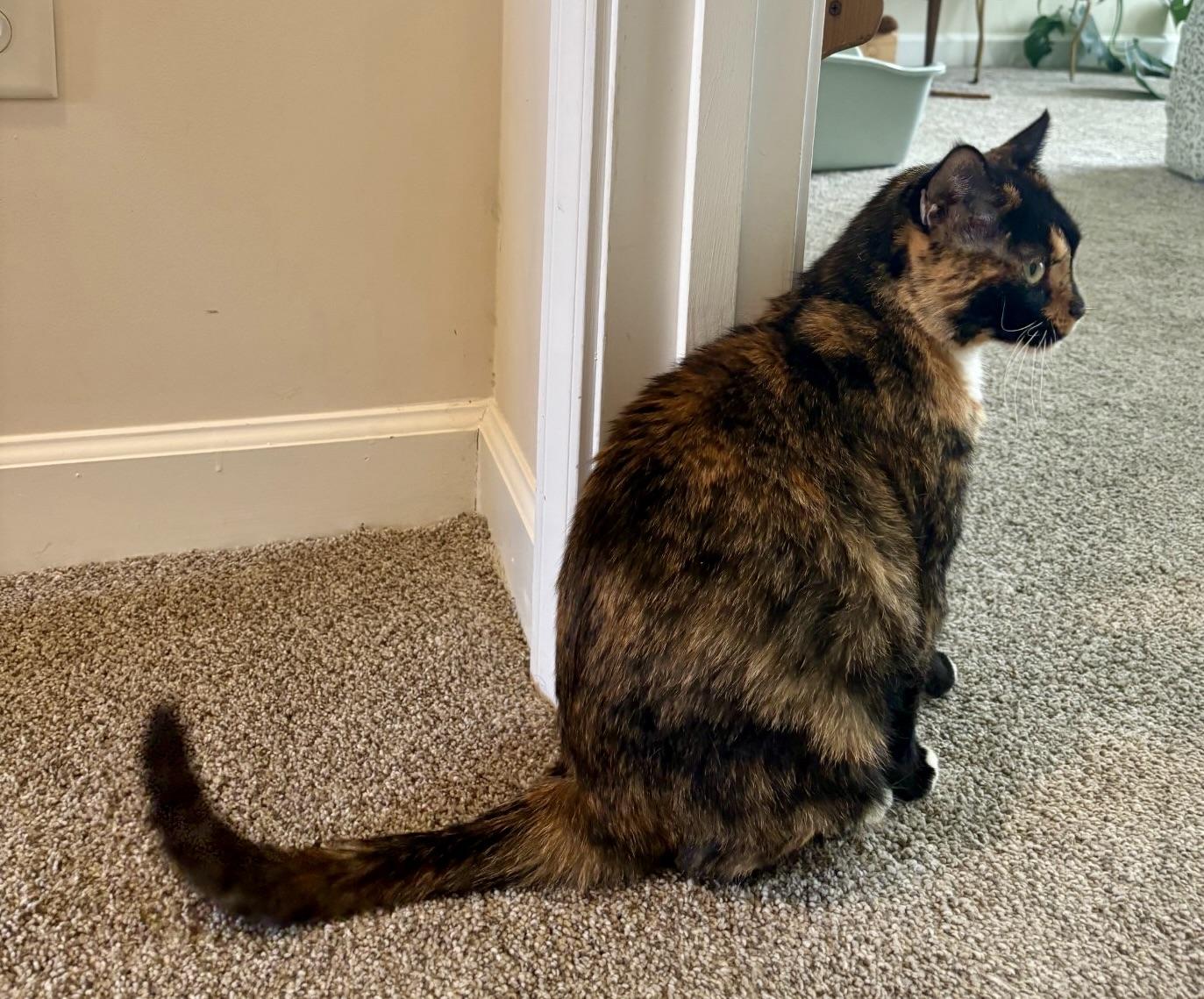 Enlarge Baby Girl, a ADOPTABLE Tortoiseshell in BLACK MOUNTAIN, NC image 3/6